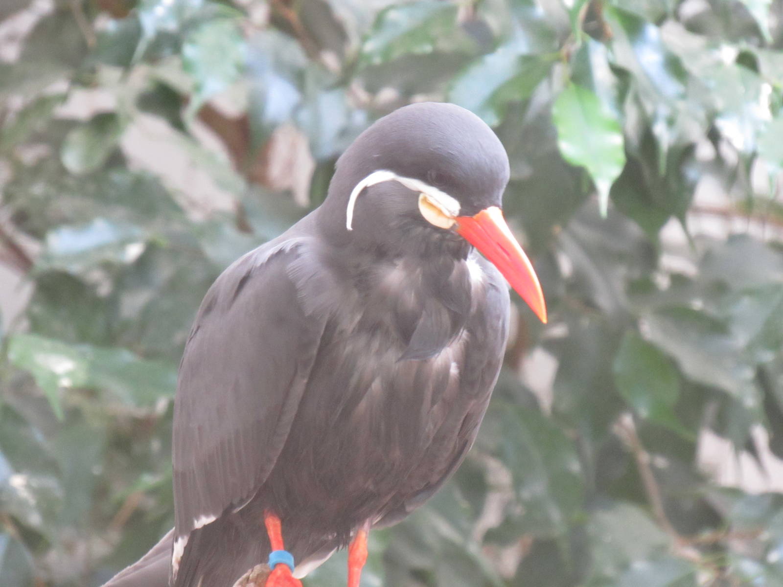 Inca Tern