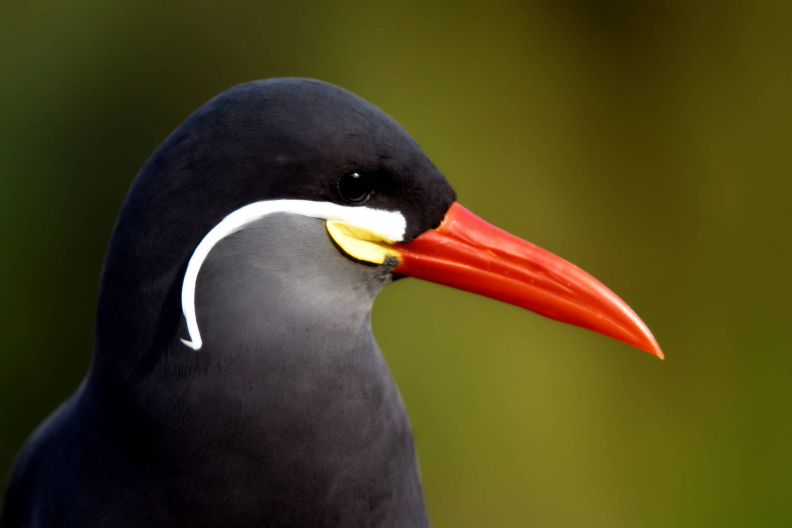 INCA TERN