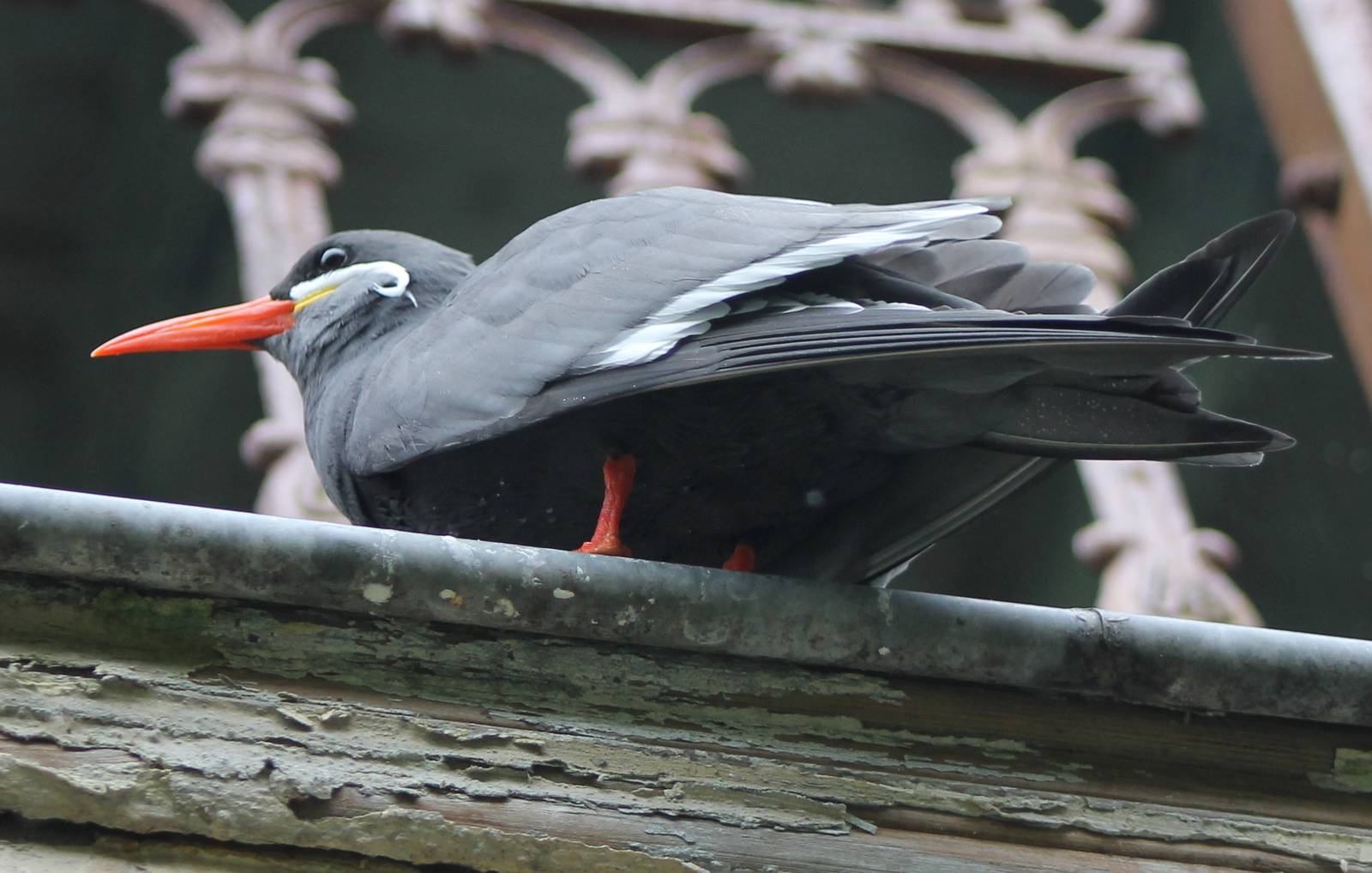 Inca tern