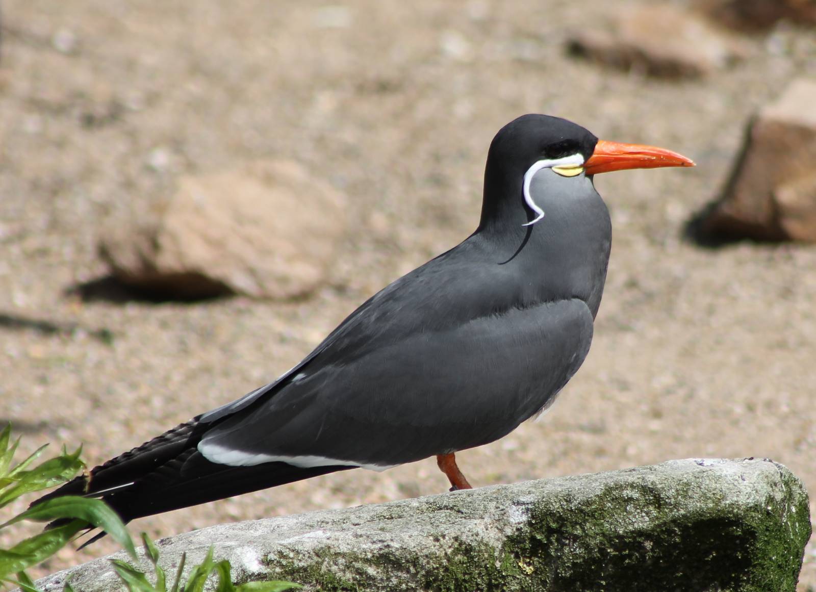 Inca tern