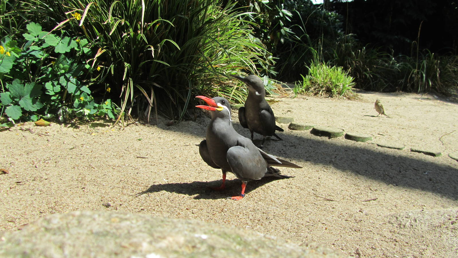 Inca tern