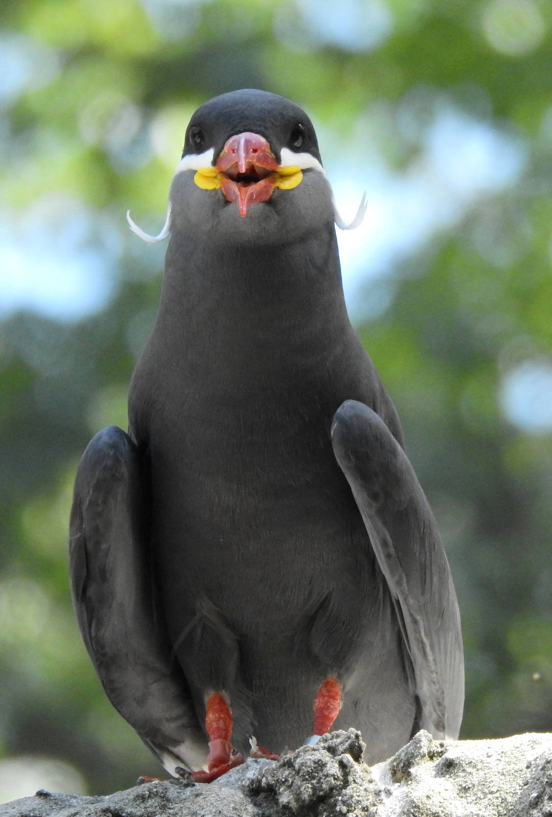 Inca Tern