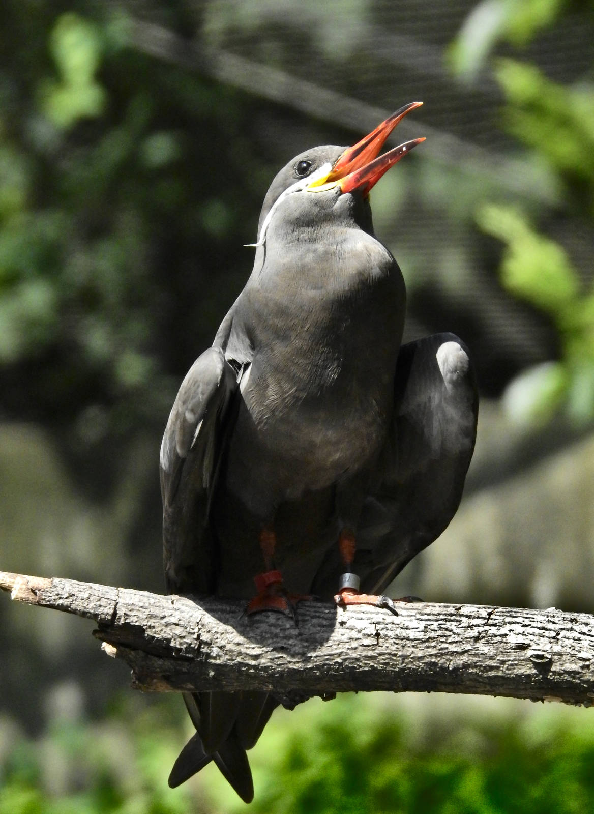 Inca Tern
