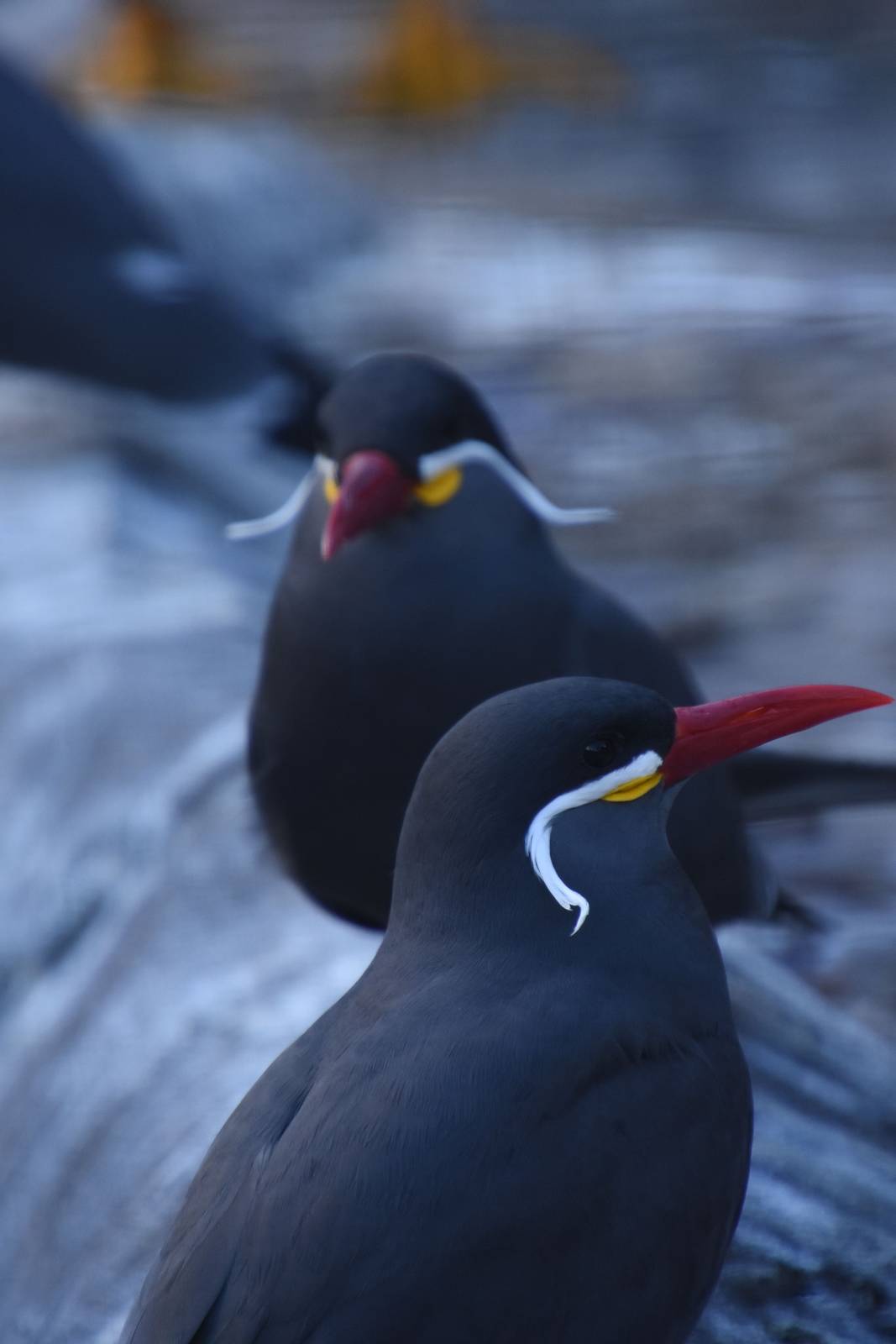 Inca tern
