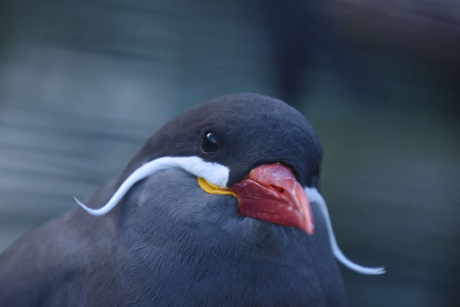 Inca tern