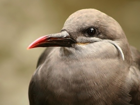 Inca Tern