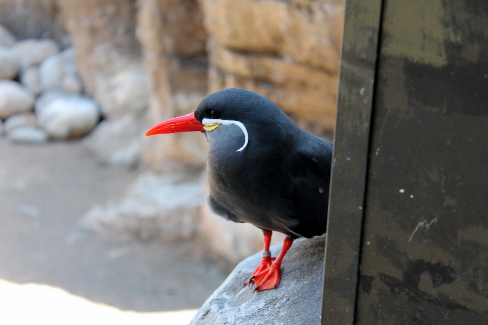 Inca Tern