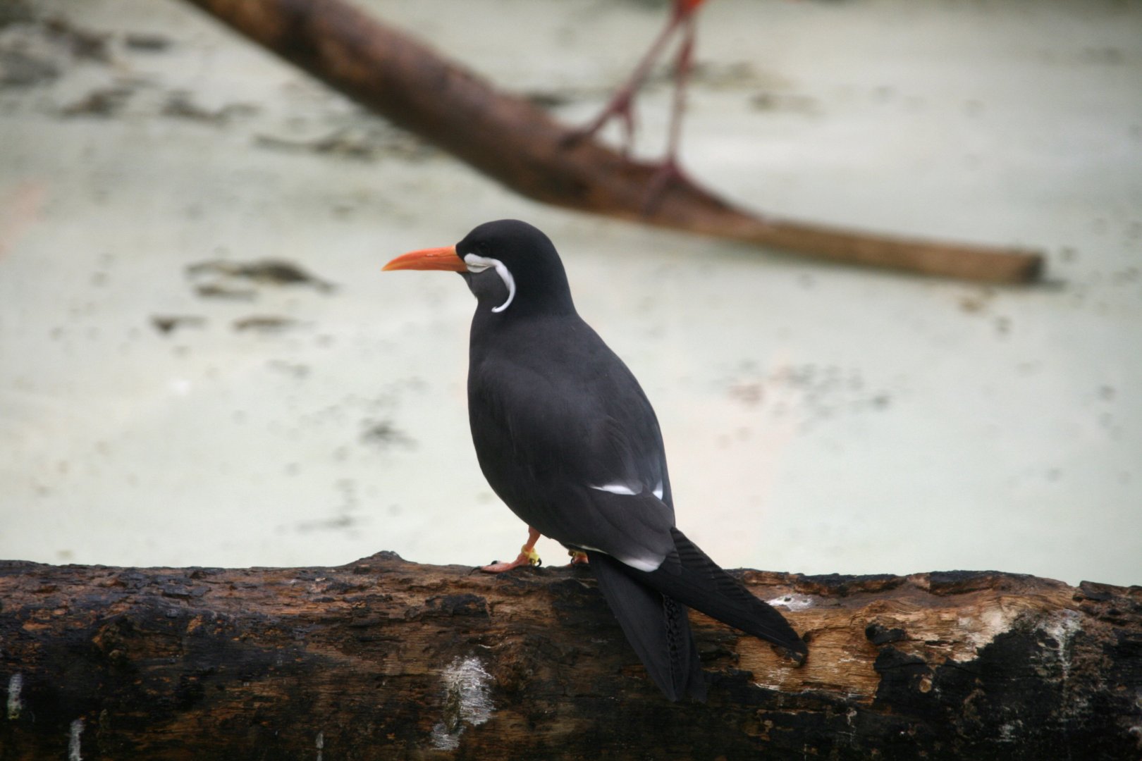 Inca tern