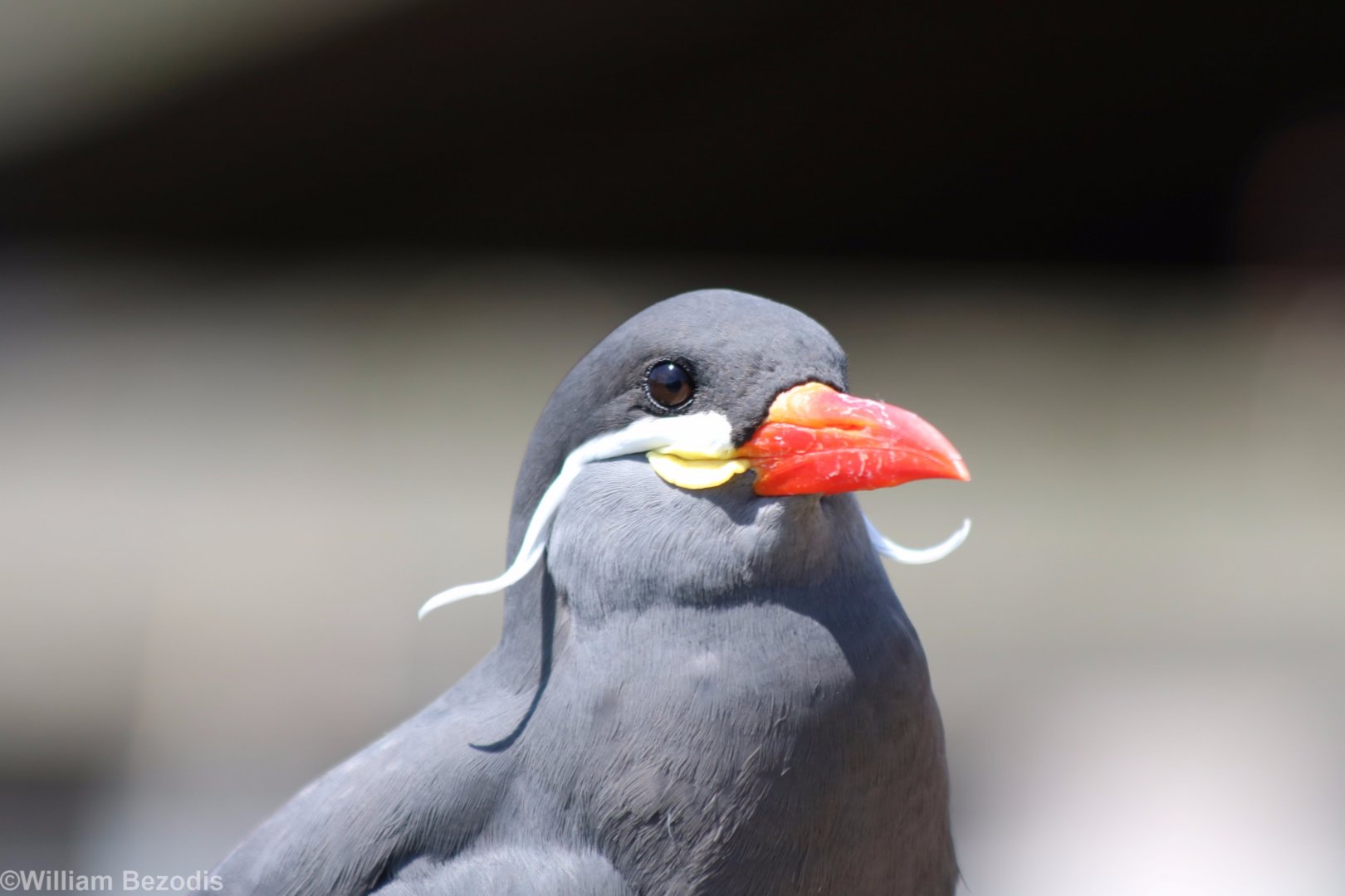 Inca Tern