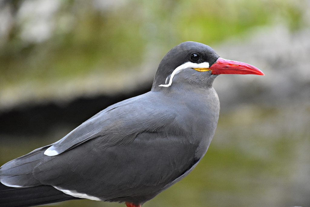 Inca tern