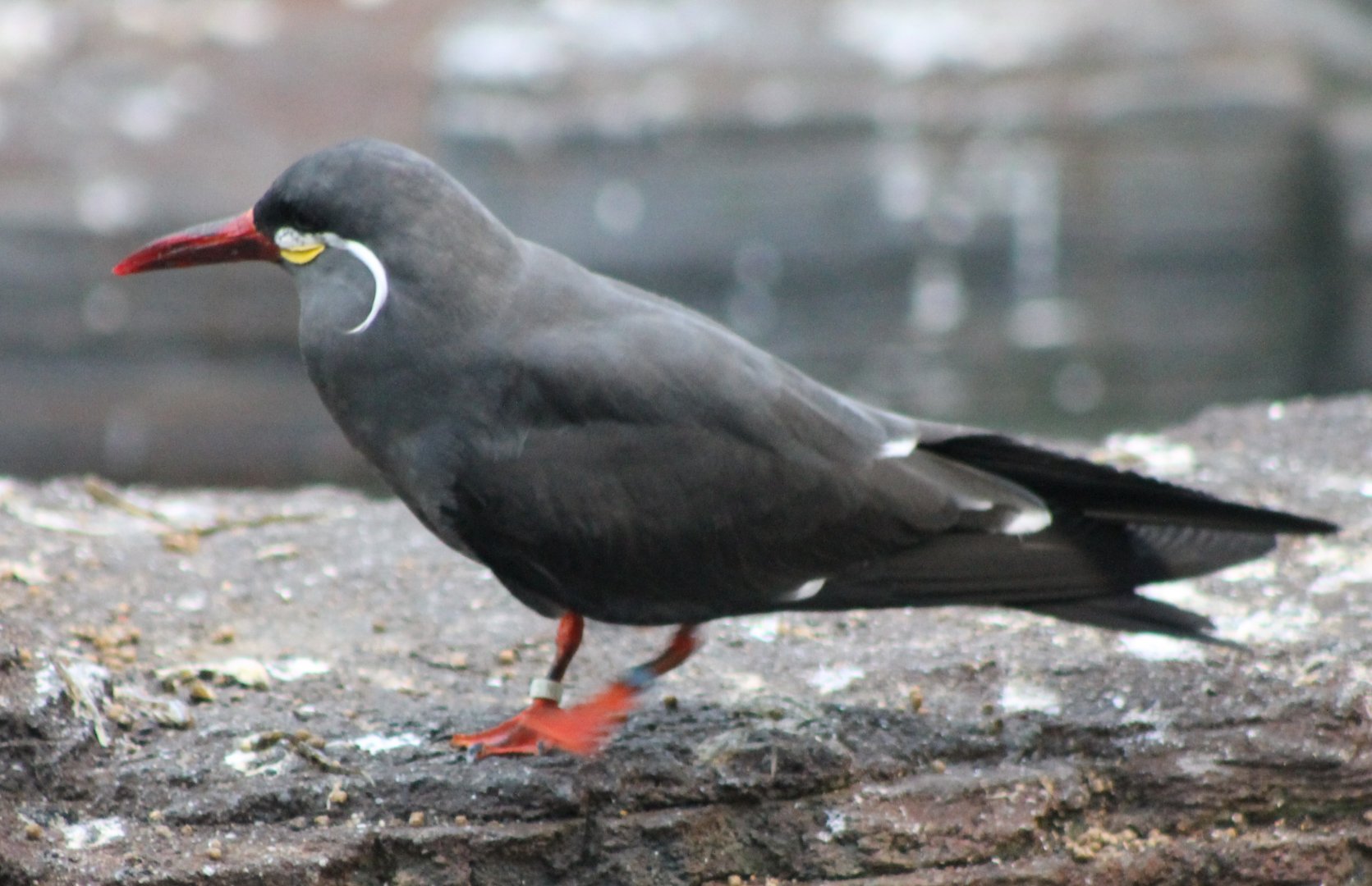 Inca tern
