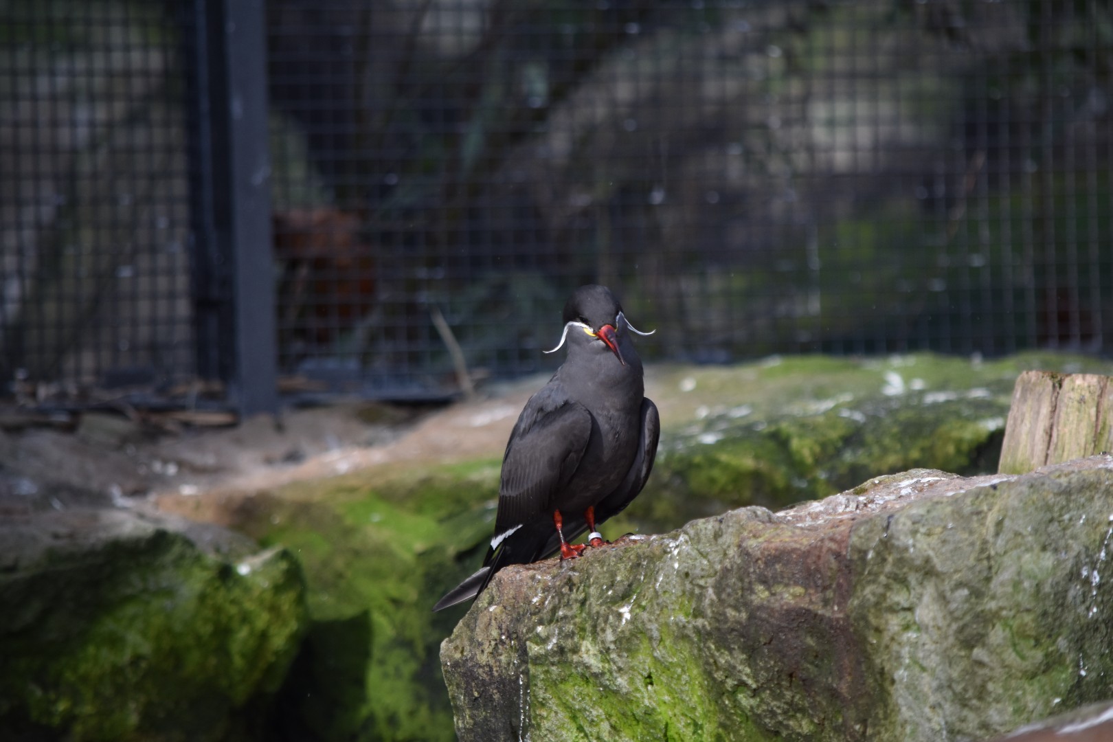 Inca tern