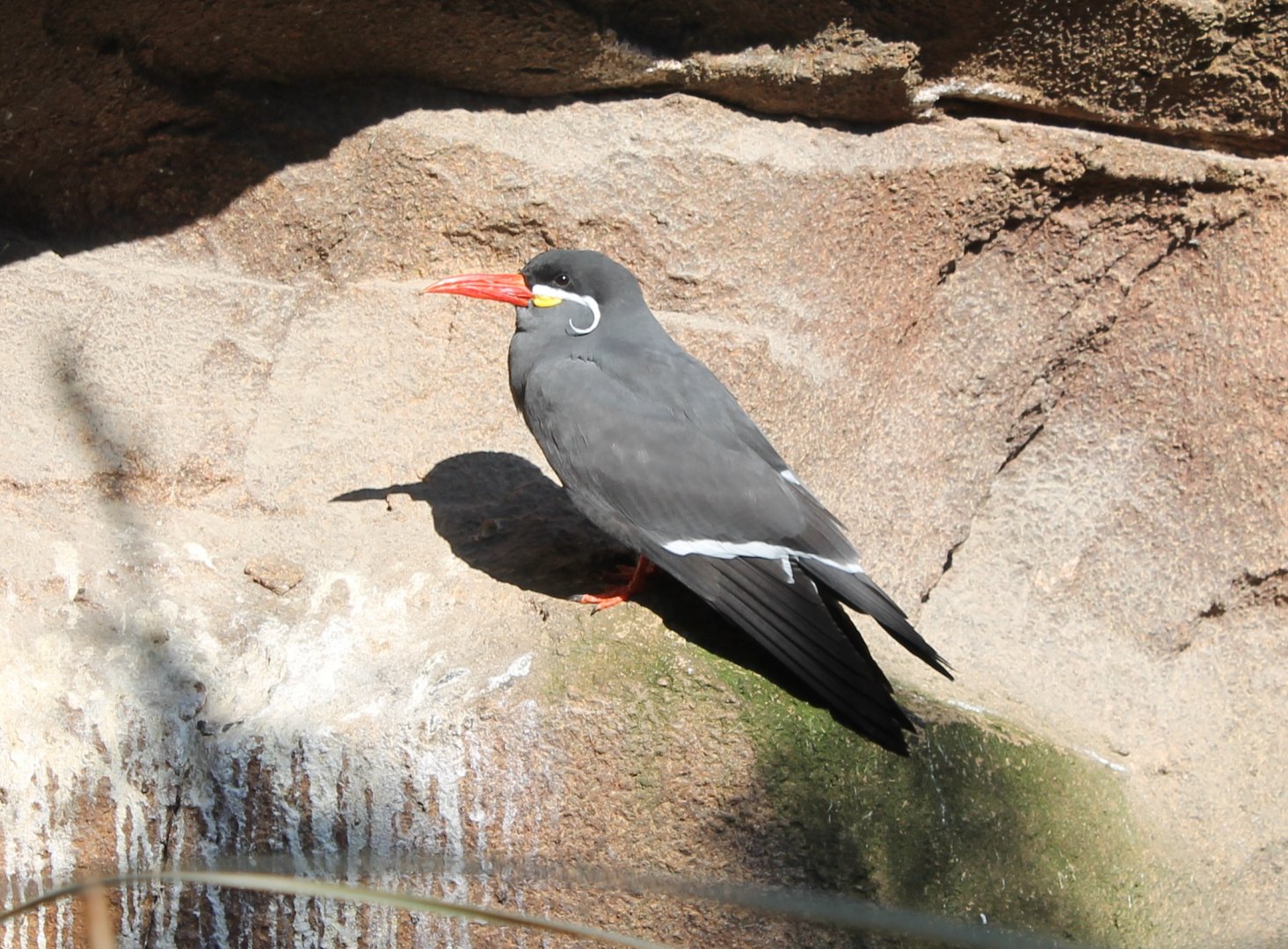 Inca tern
