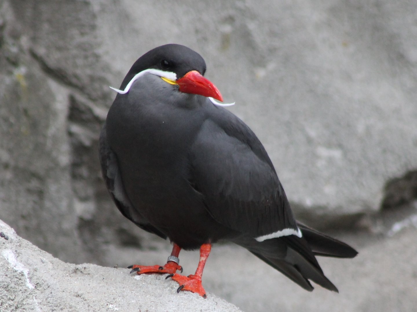 Inca tern