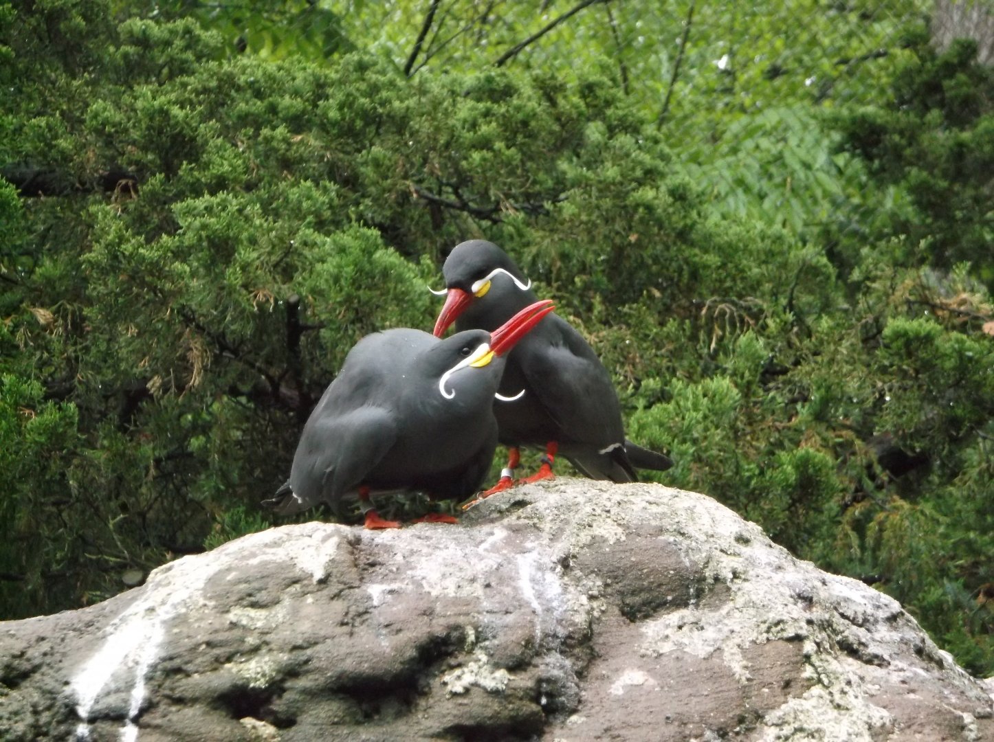 Inca Tern