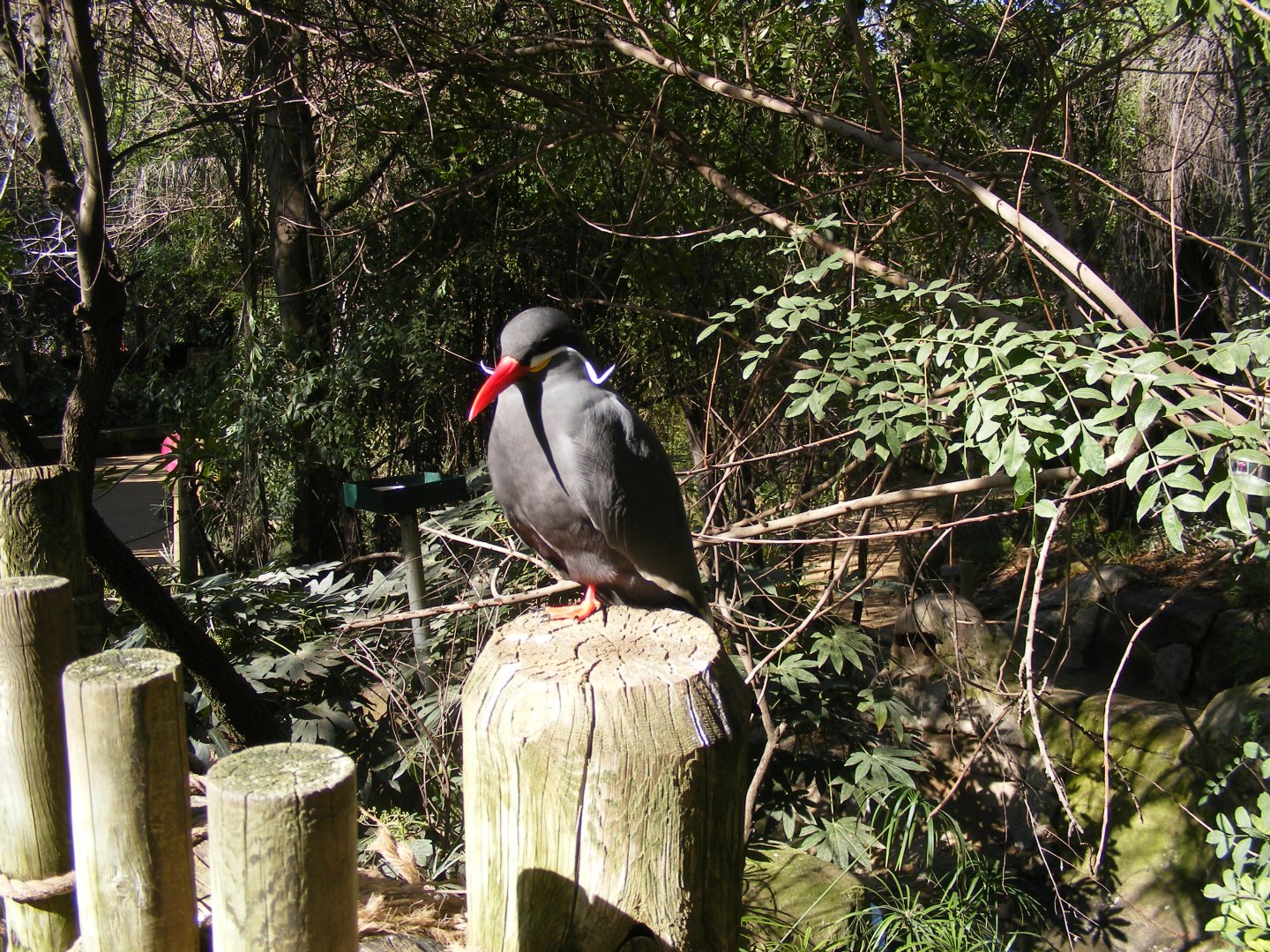 Inca Tern