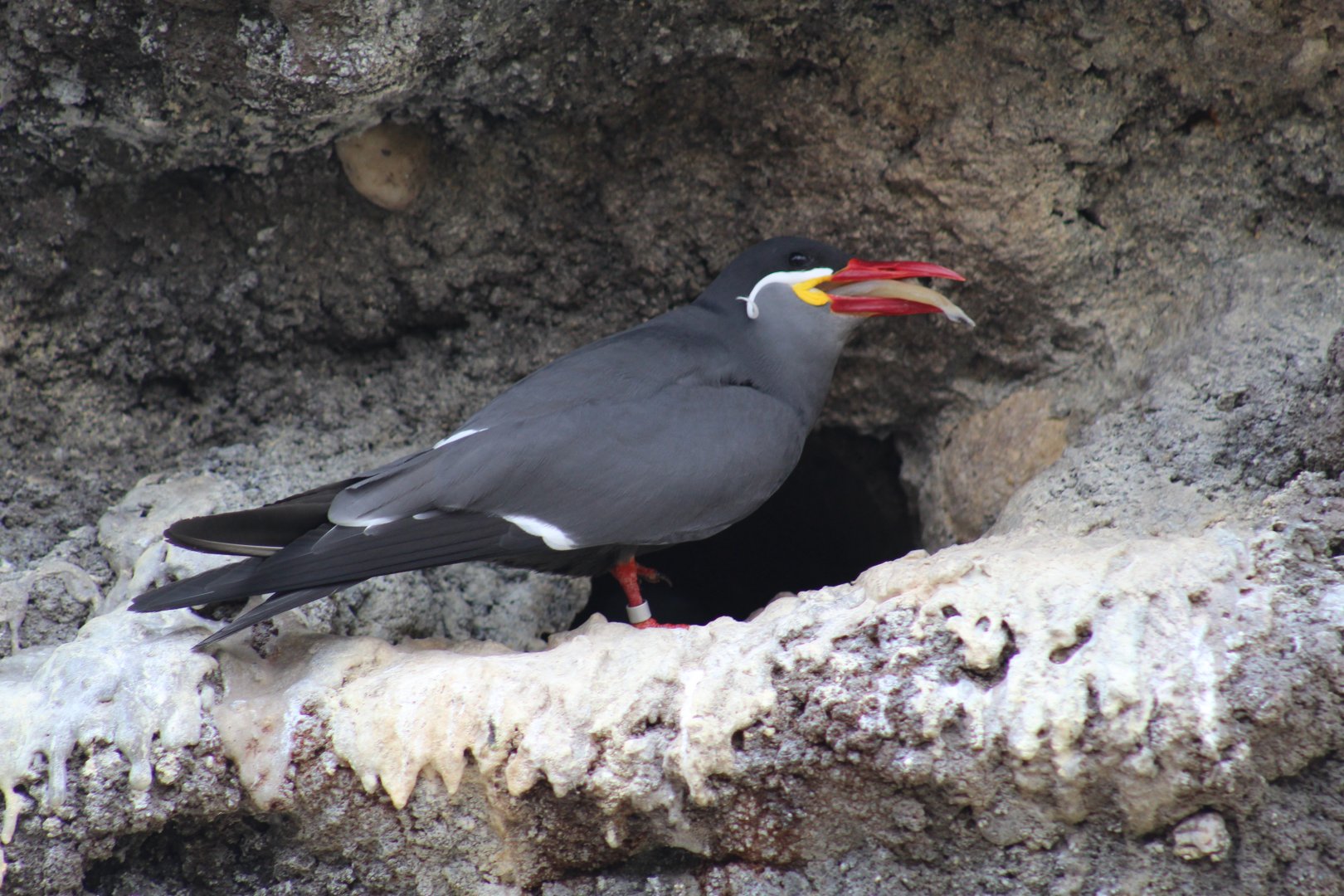 Inca Tern