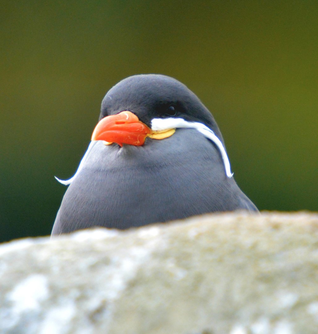 Inca Tern