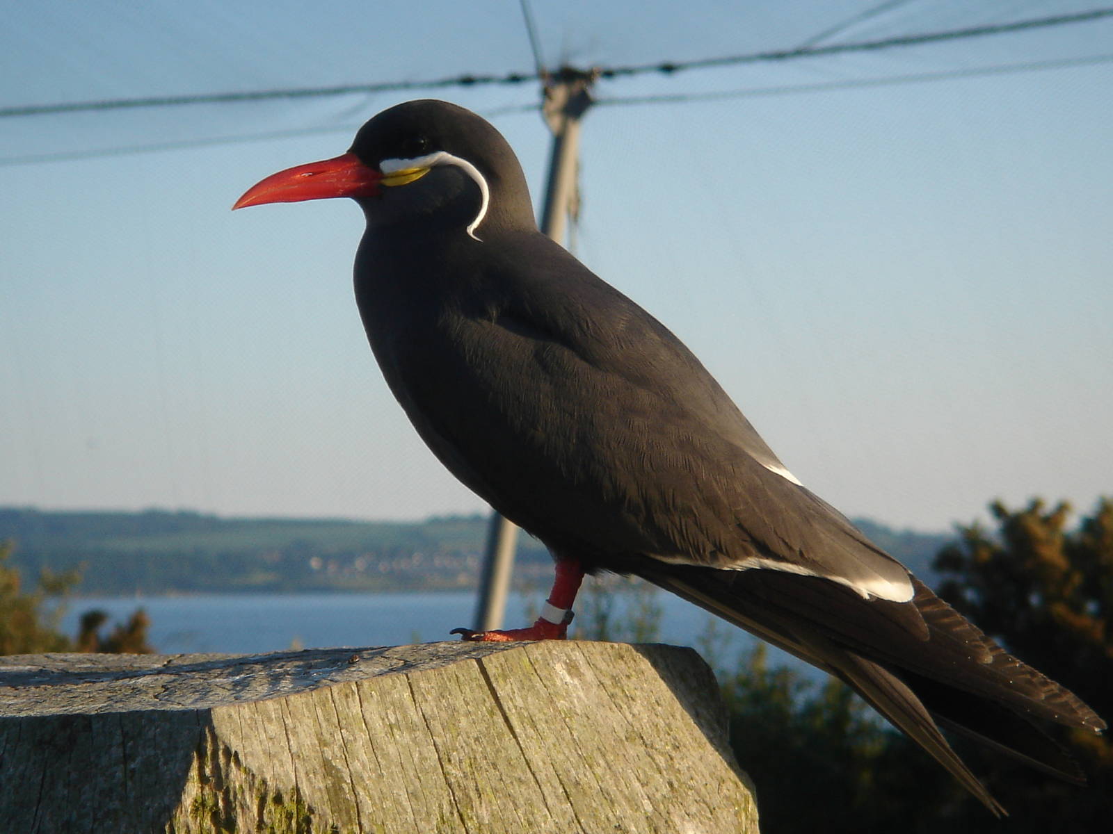 Inca Tern