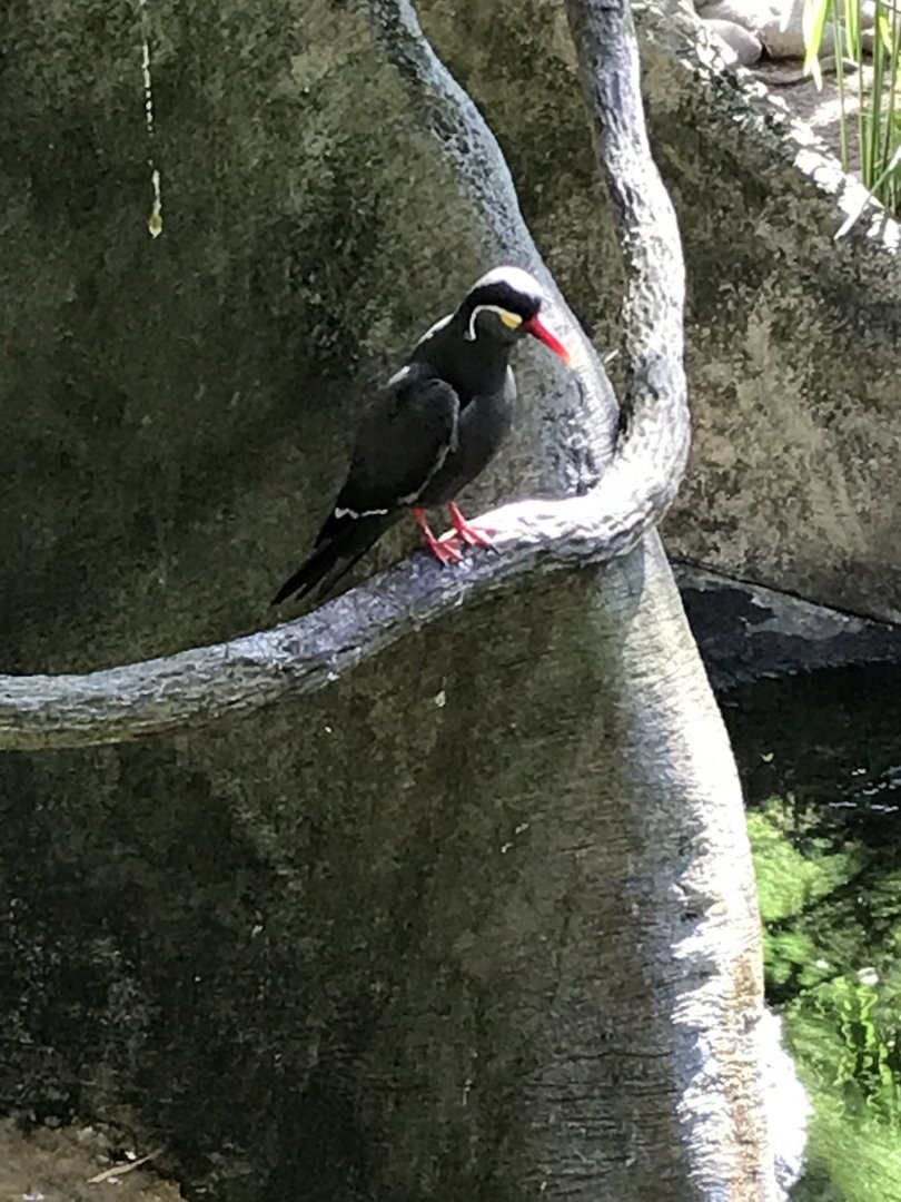 Inca tern
