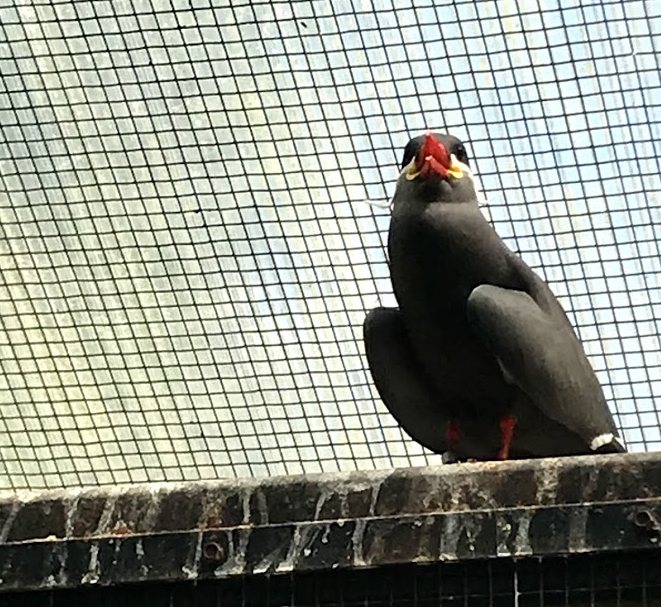 Inca Tern