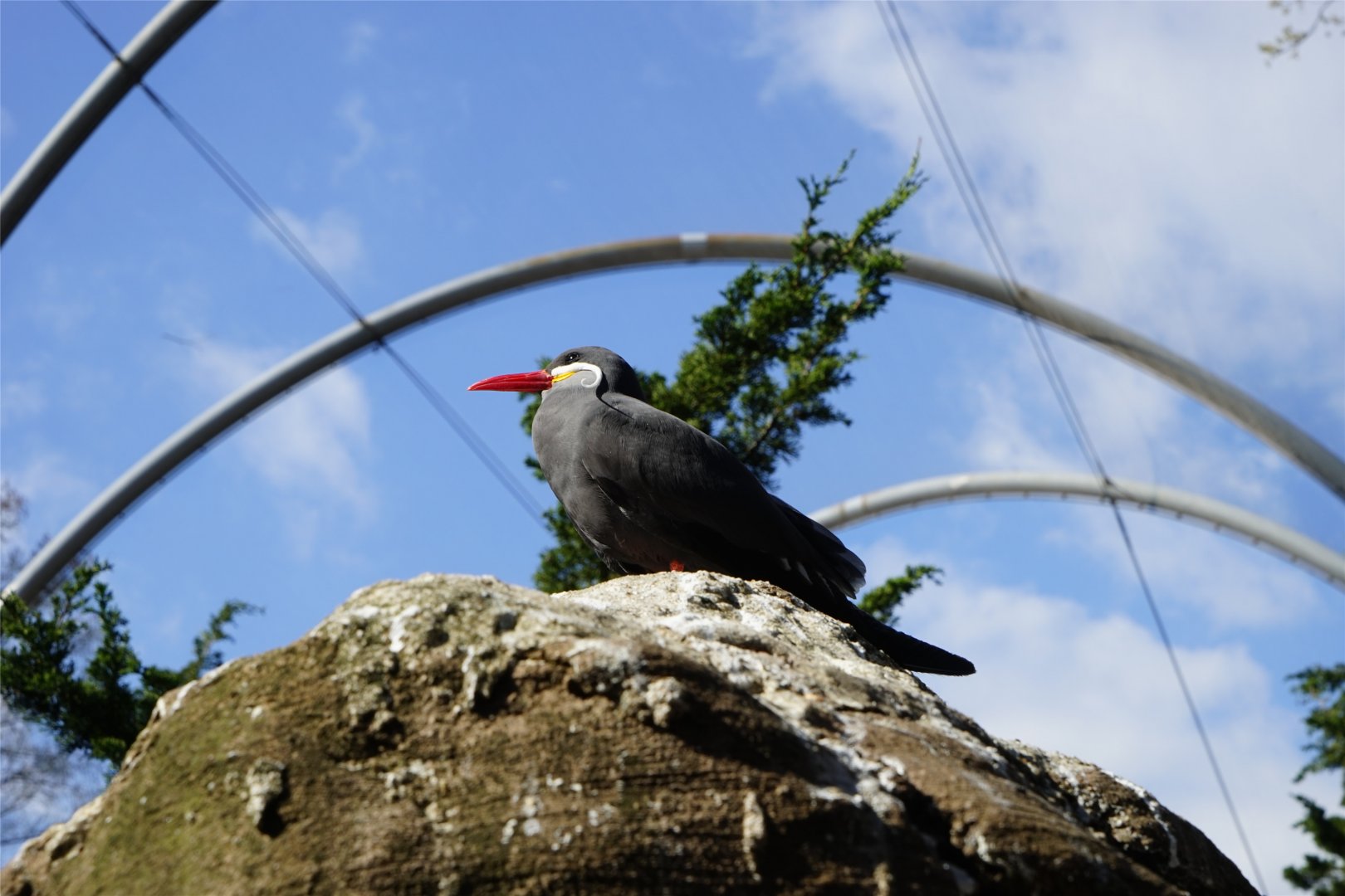 Inca Tern