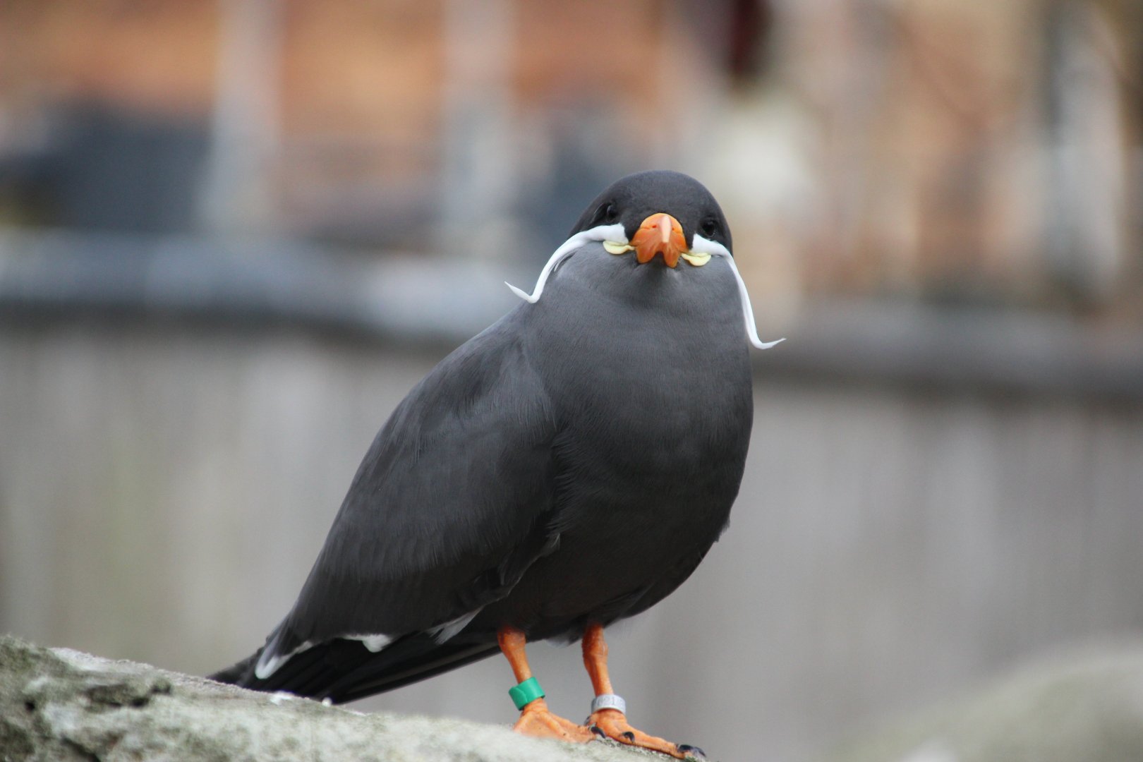 Inca Tern