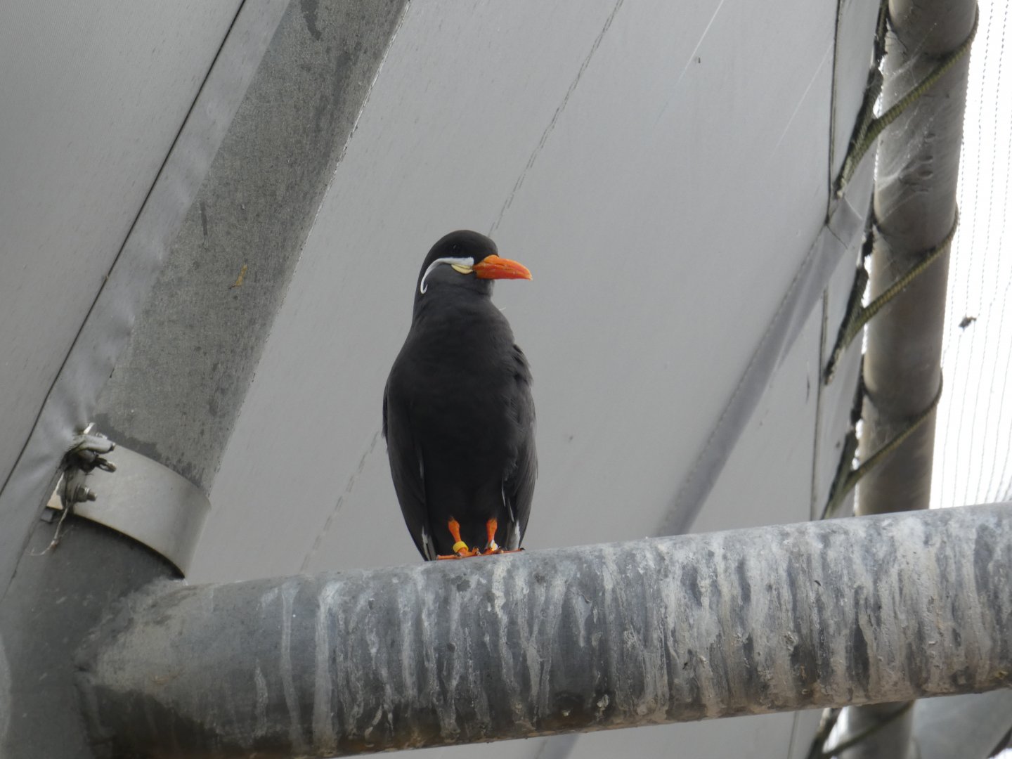 Inca tern