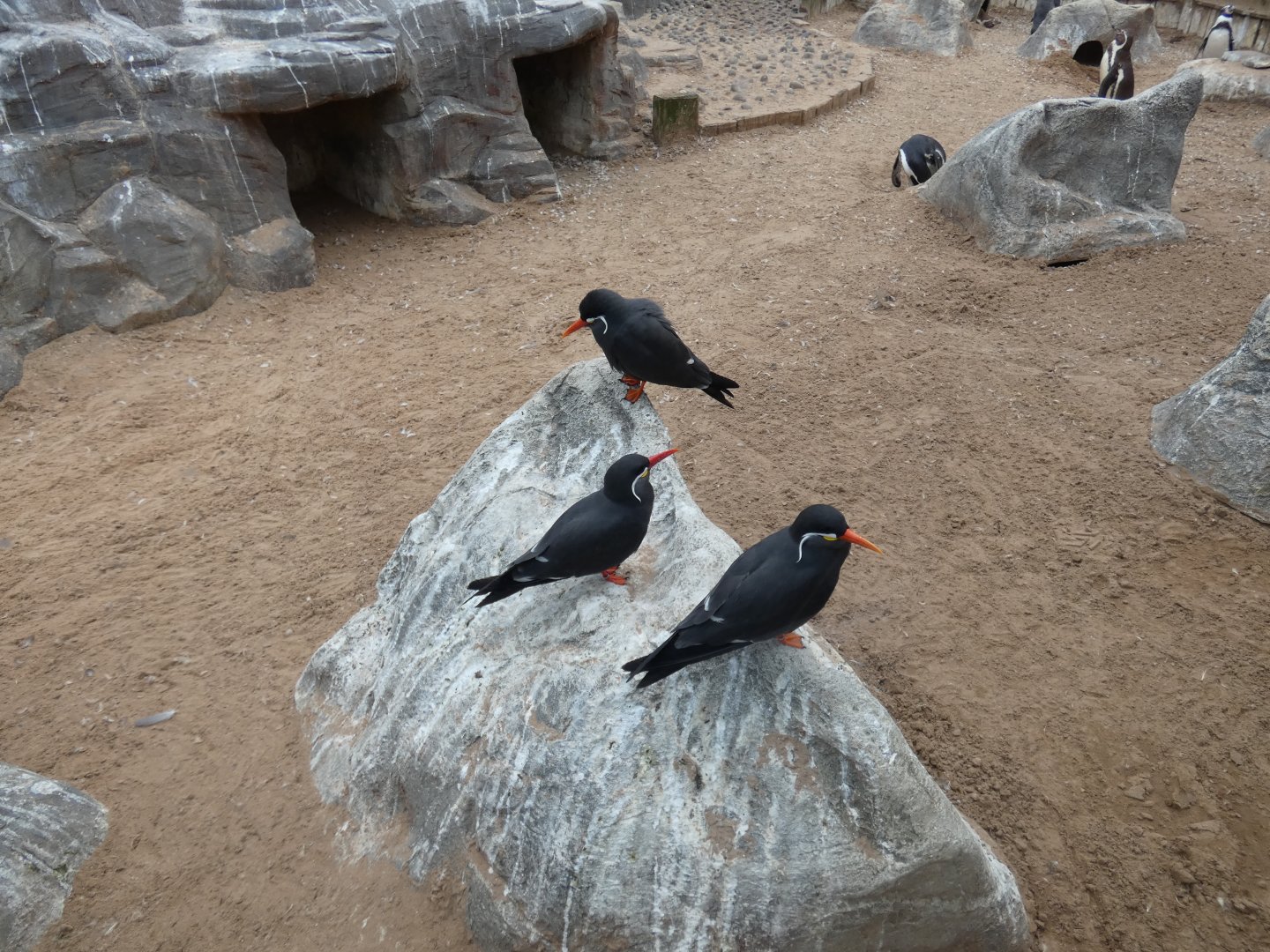 Inca tern