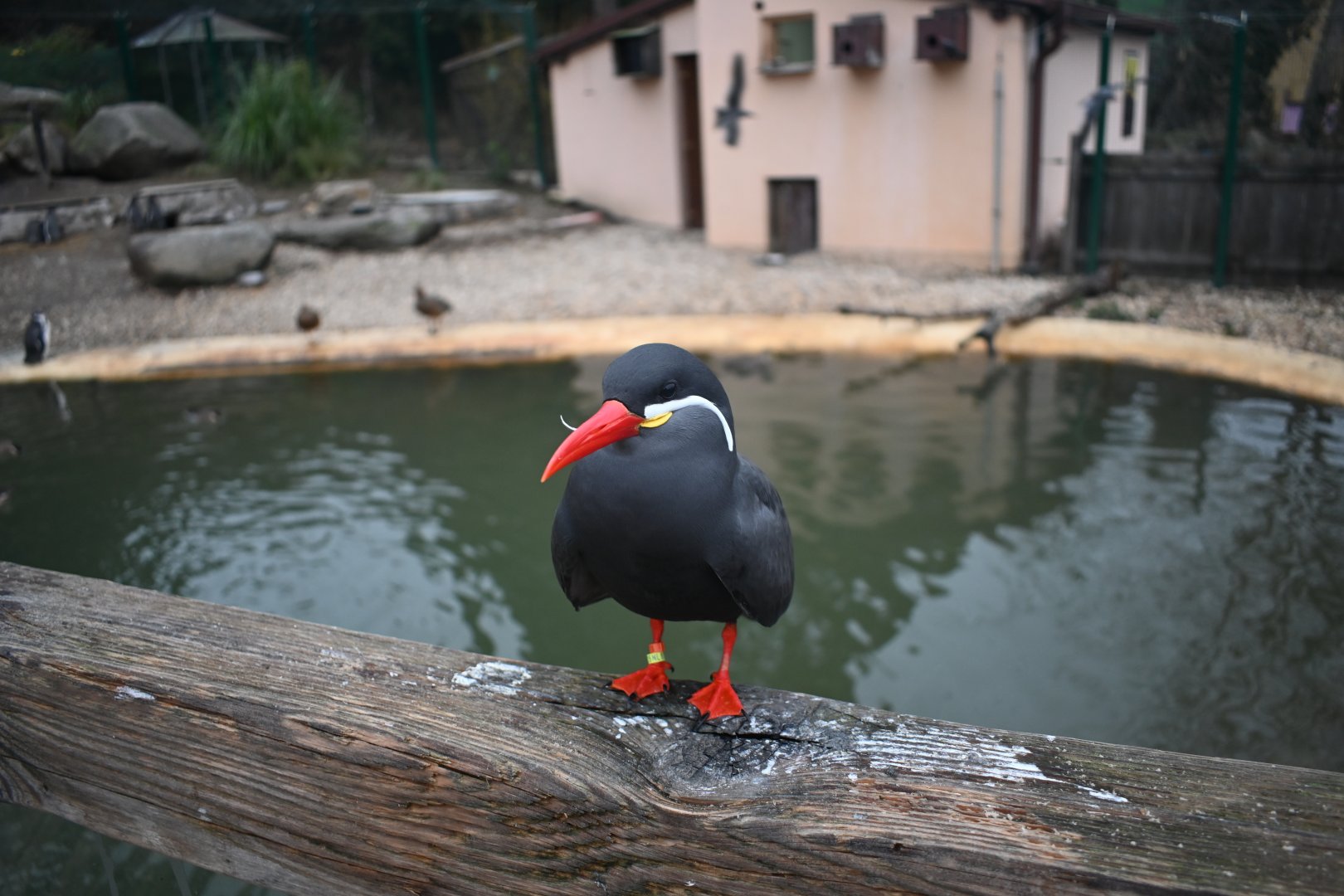 Inca Tern