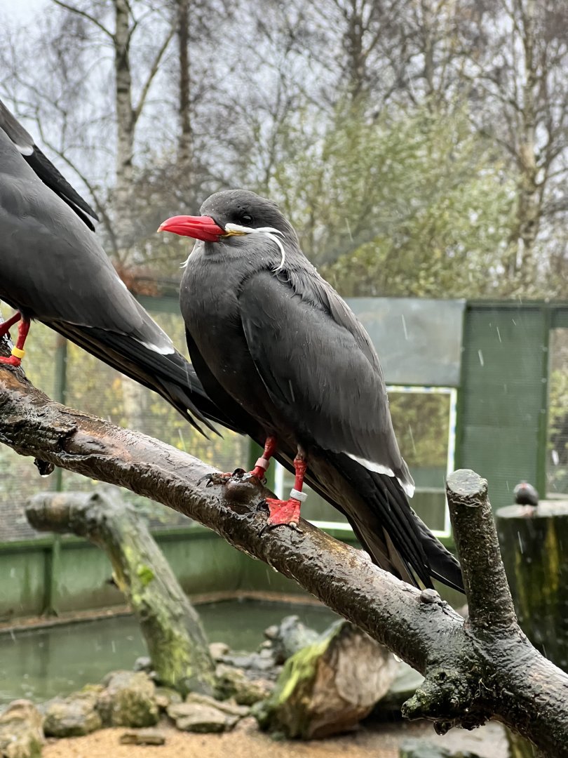 Inca tern