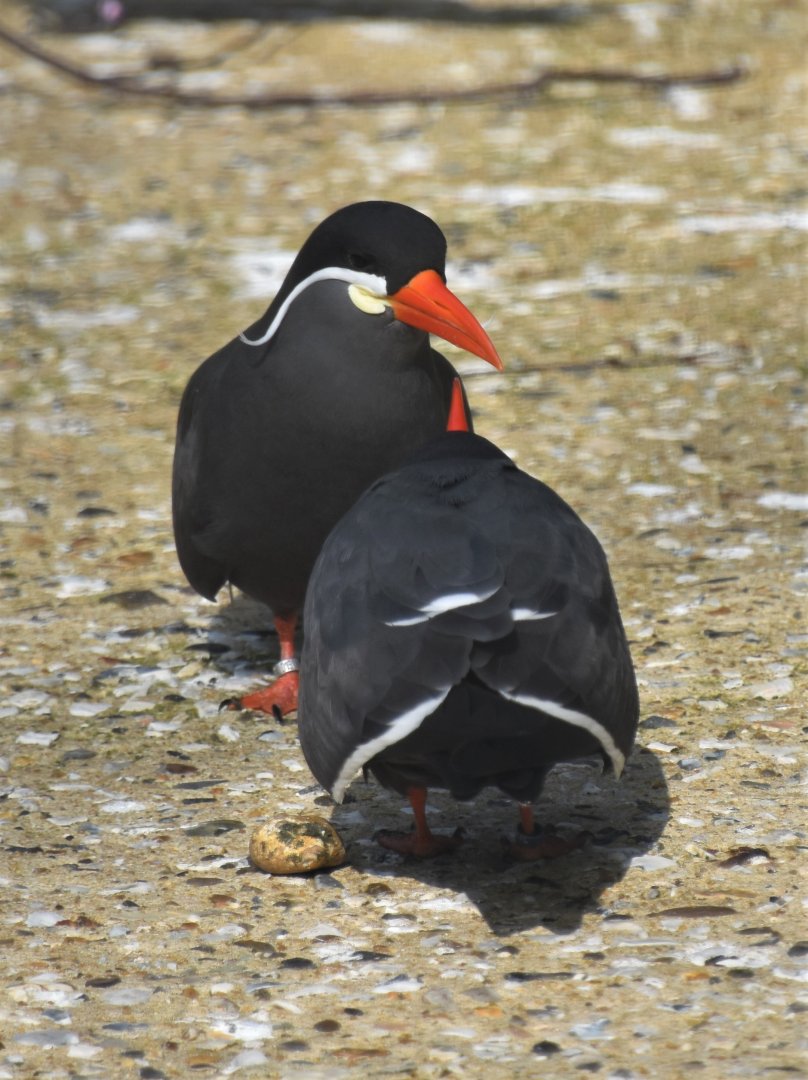 Inca tern
