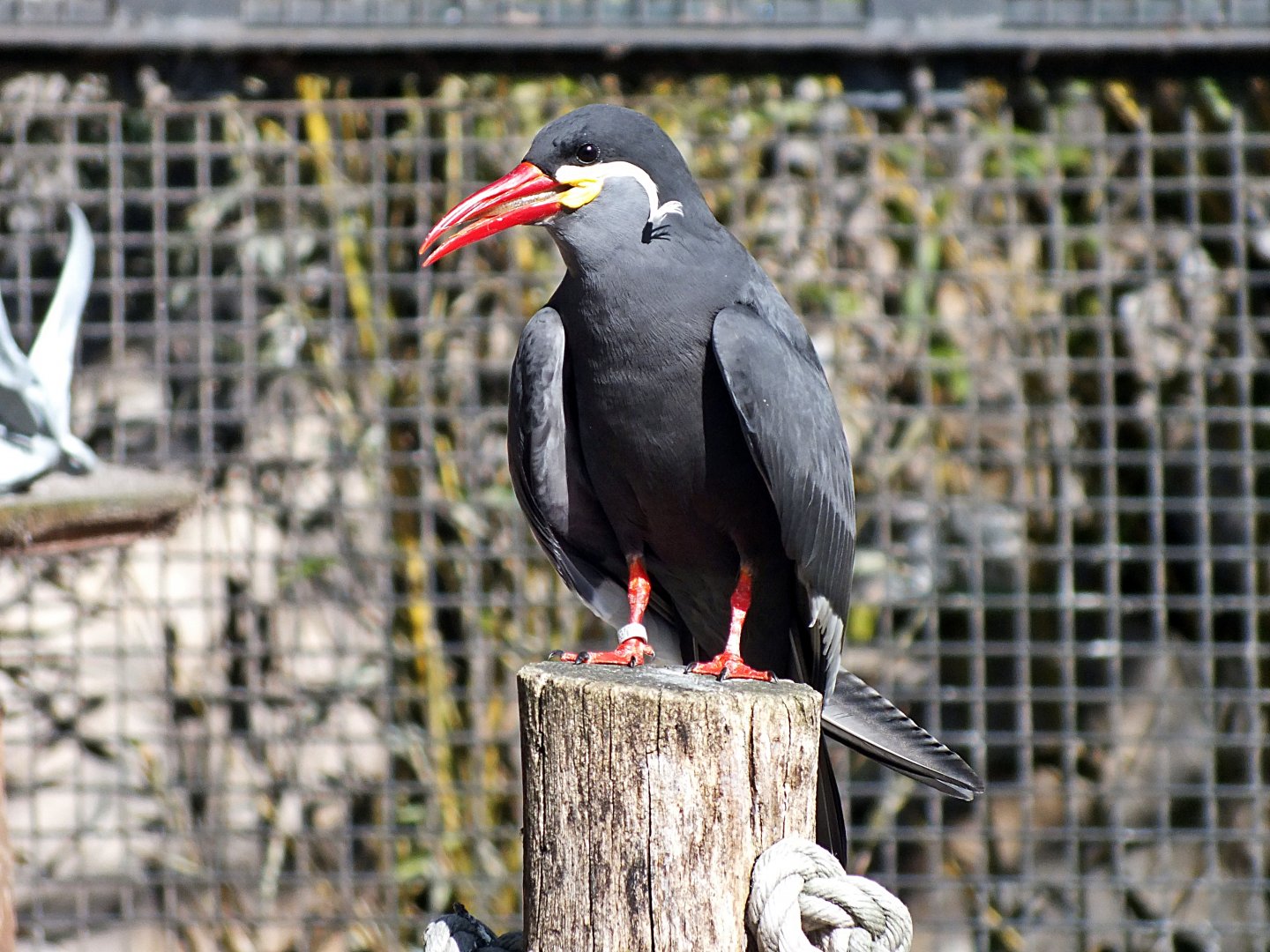 Inca tern
