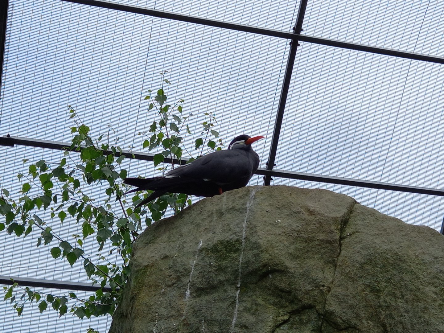 Inca Tern