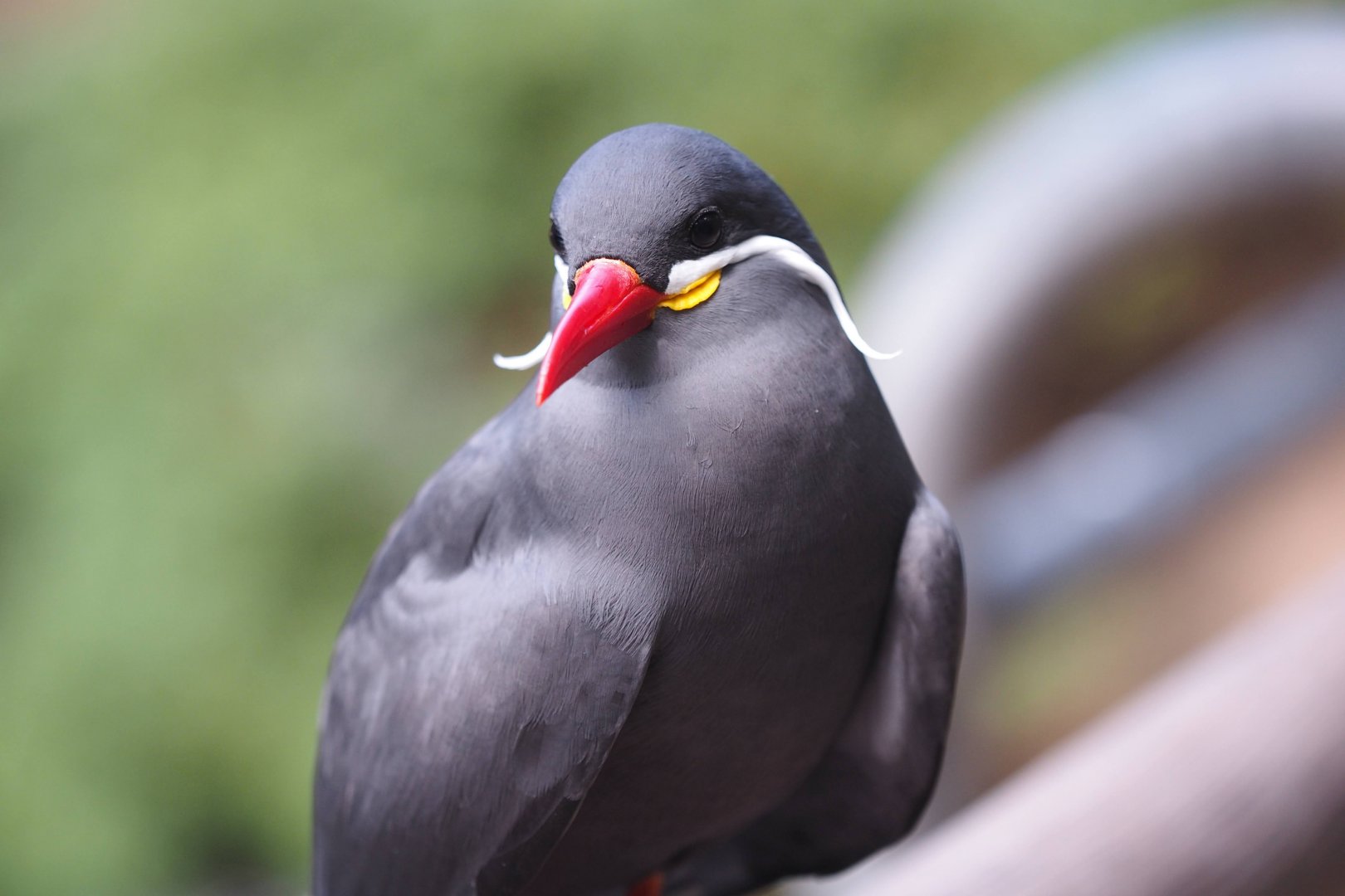 Inca tern