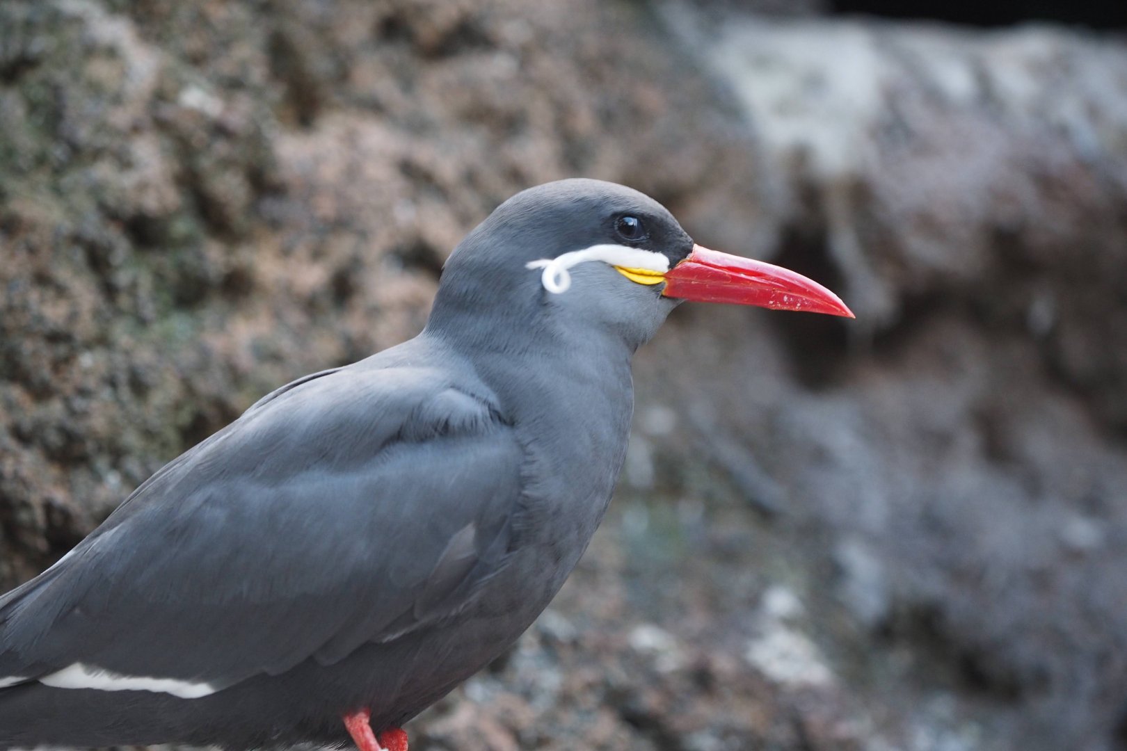 Inca tern