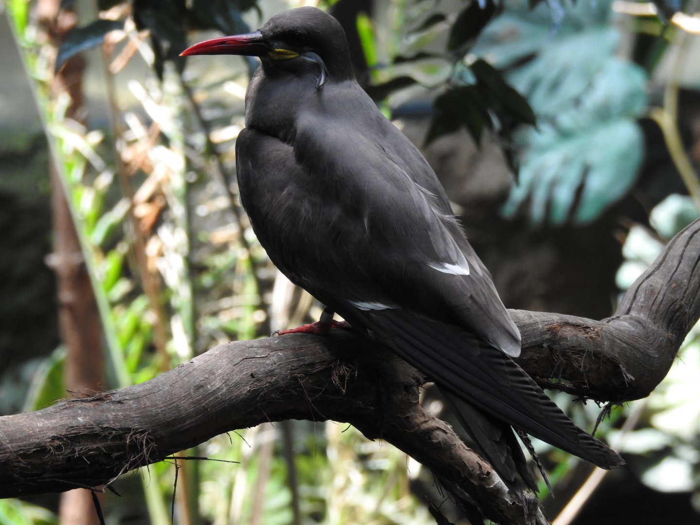 Inca Tern