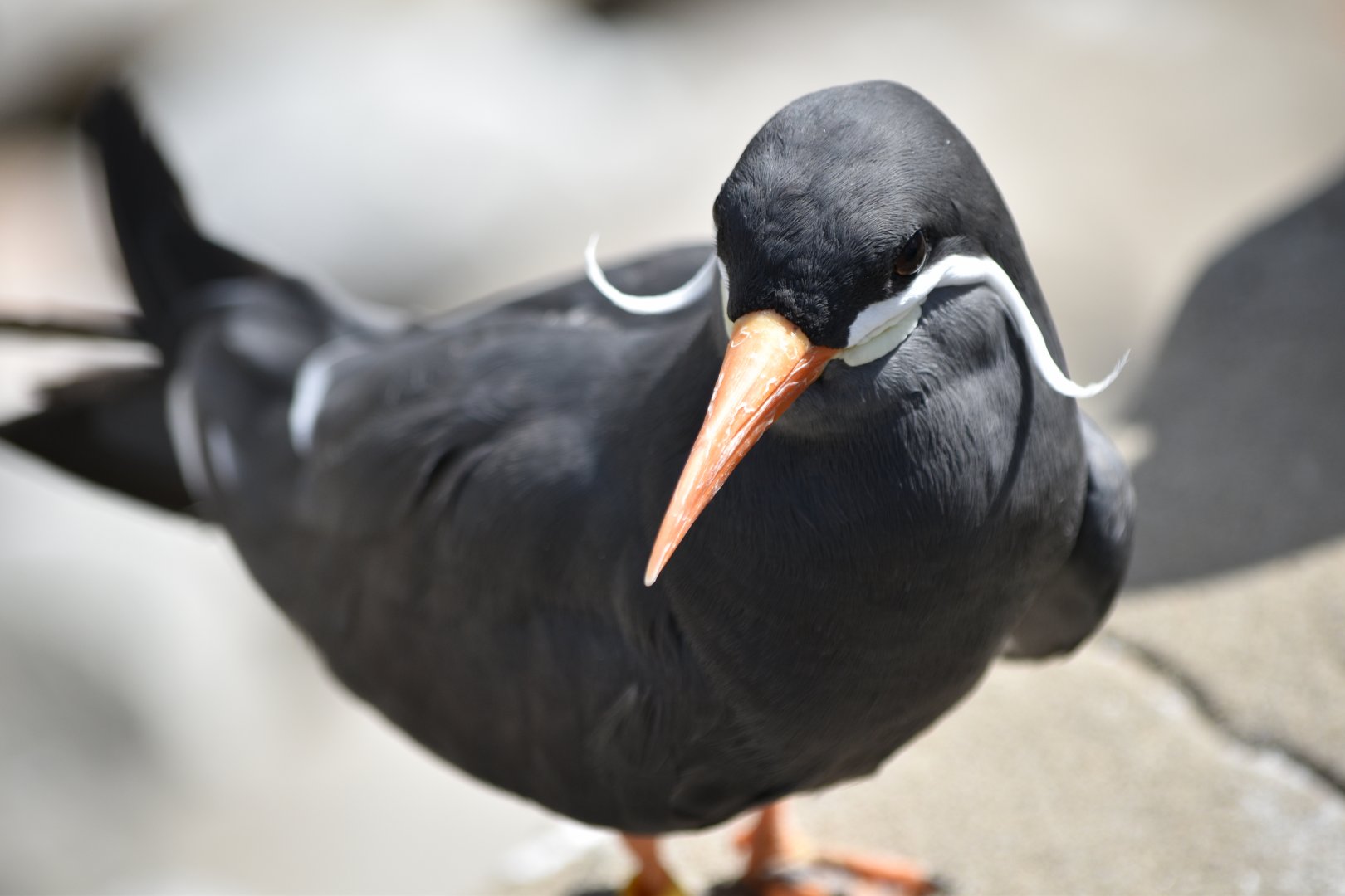 Inca tern