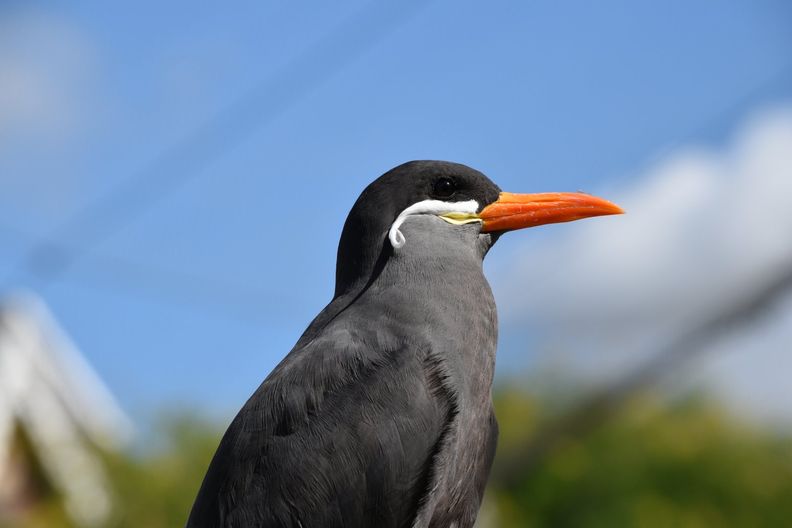 Inca tern