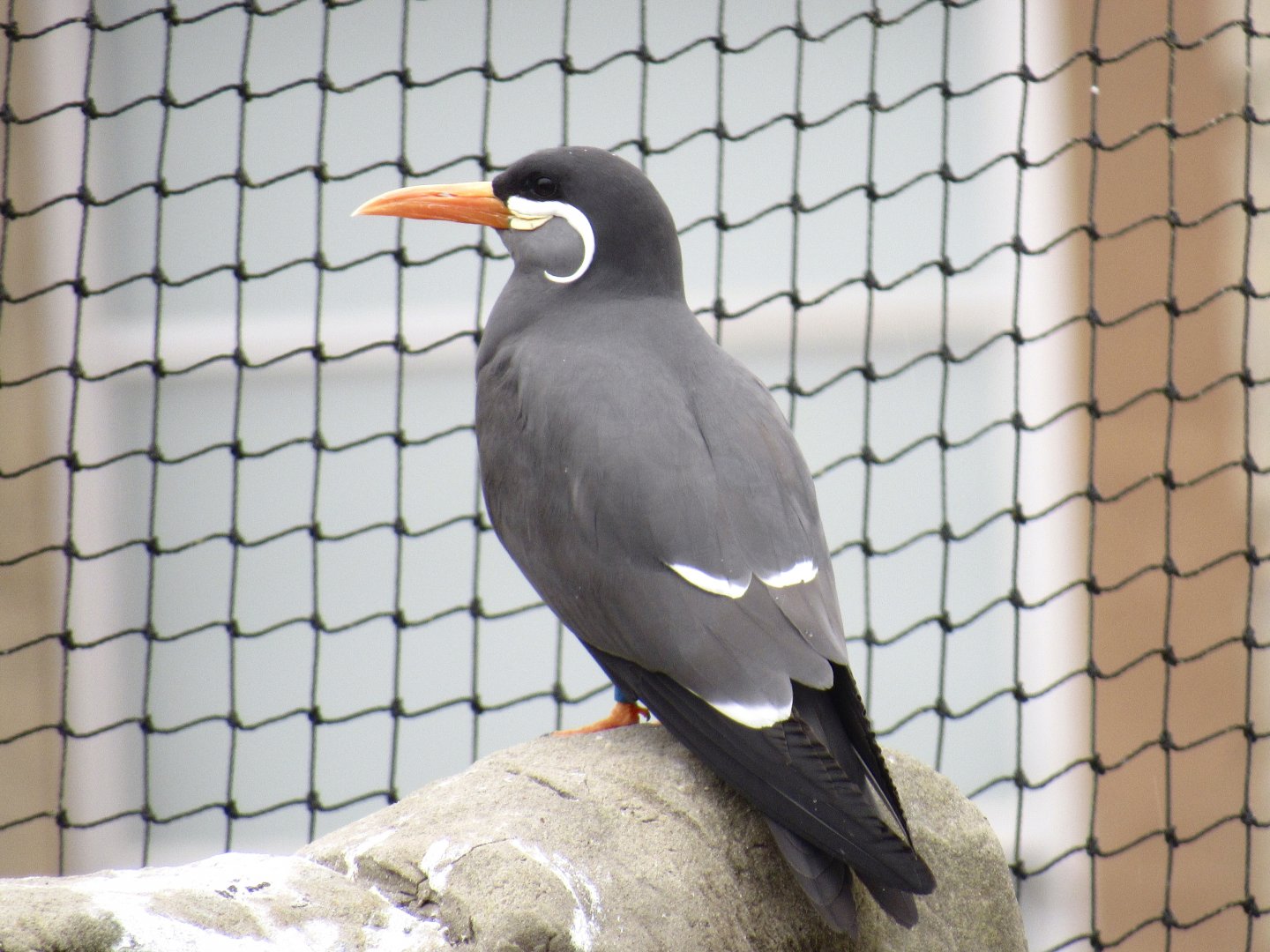 Inca Tern