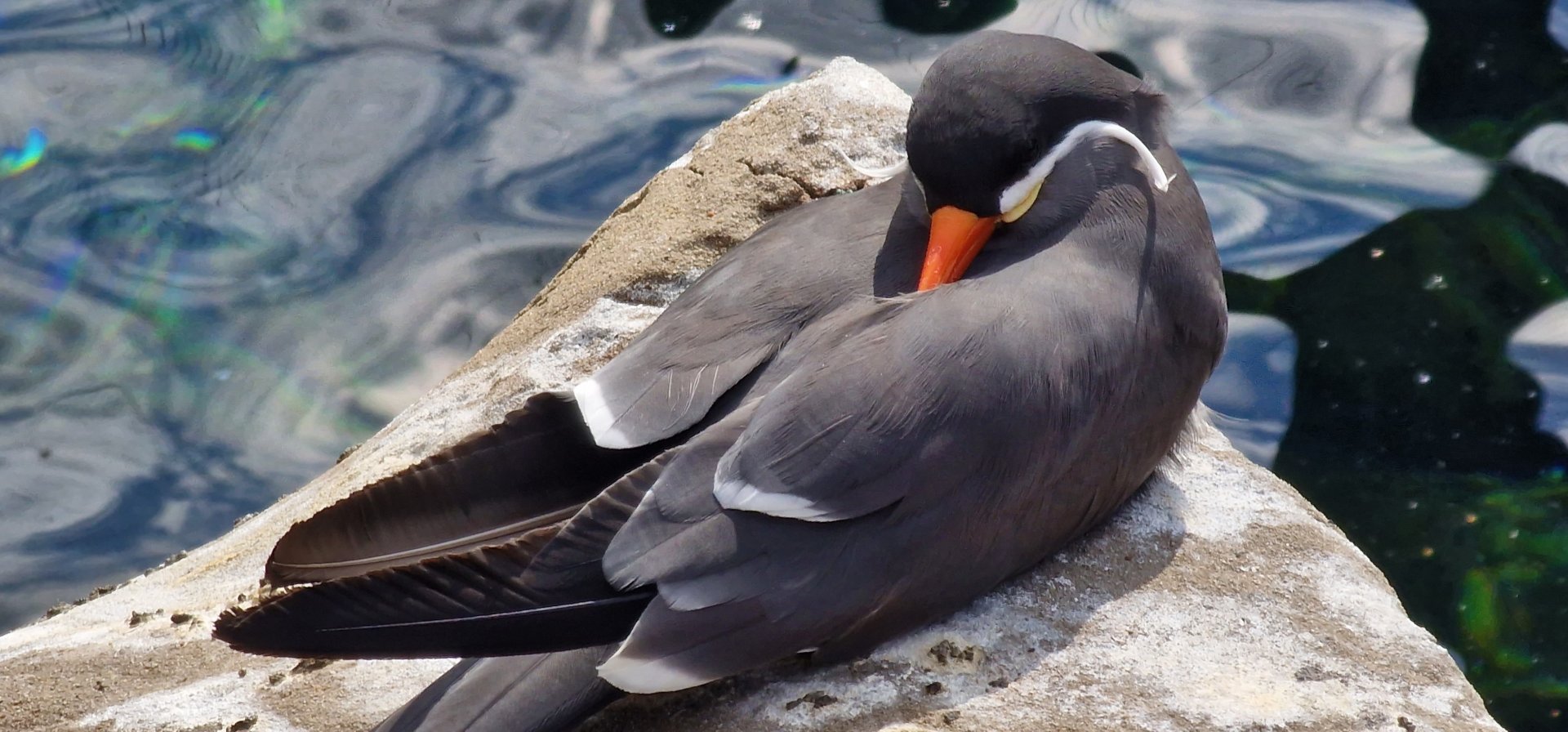 Inca tern