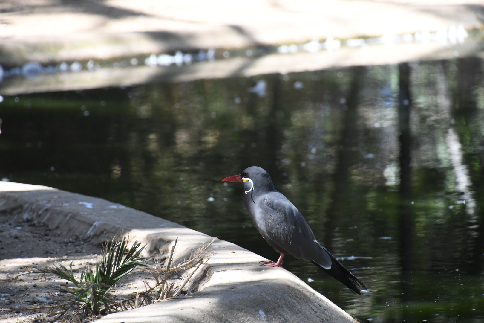 Inca Tern