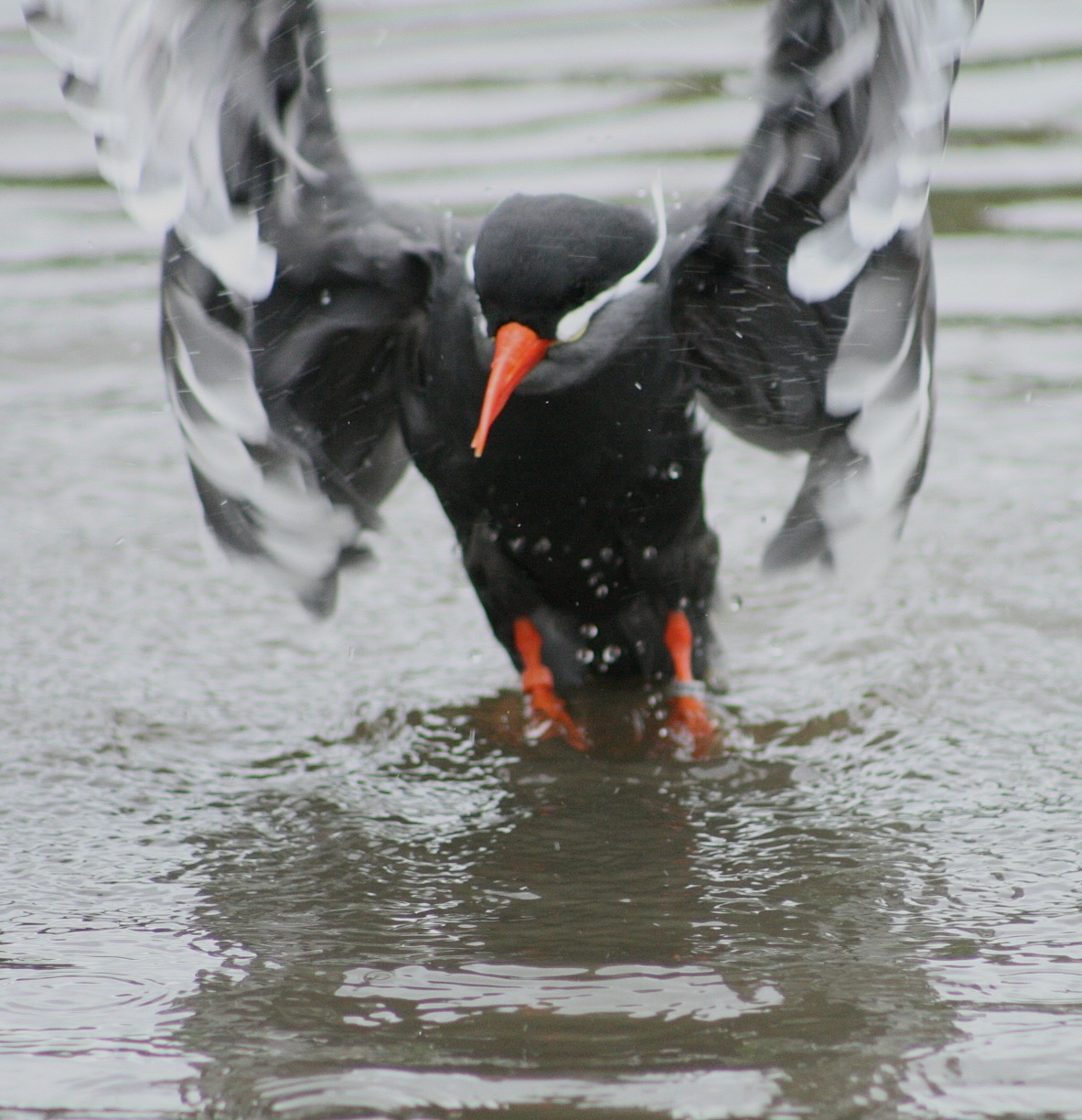Inca tern