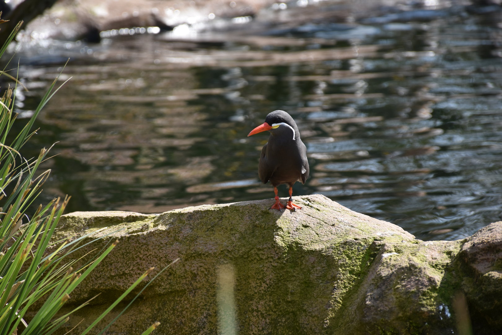 Inca tern