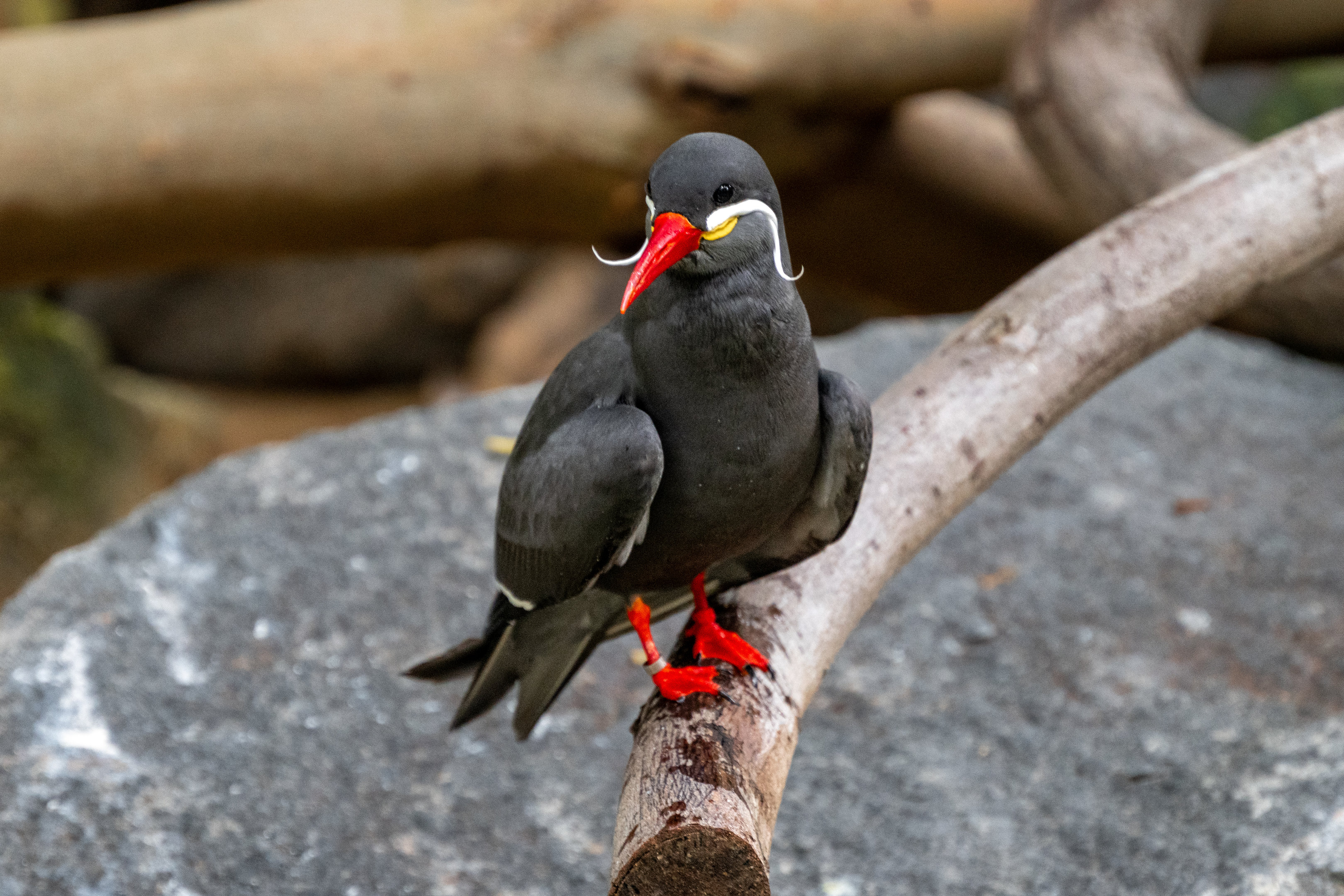 Inca Tern