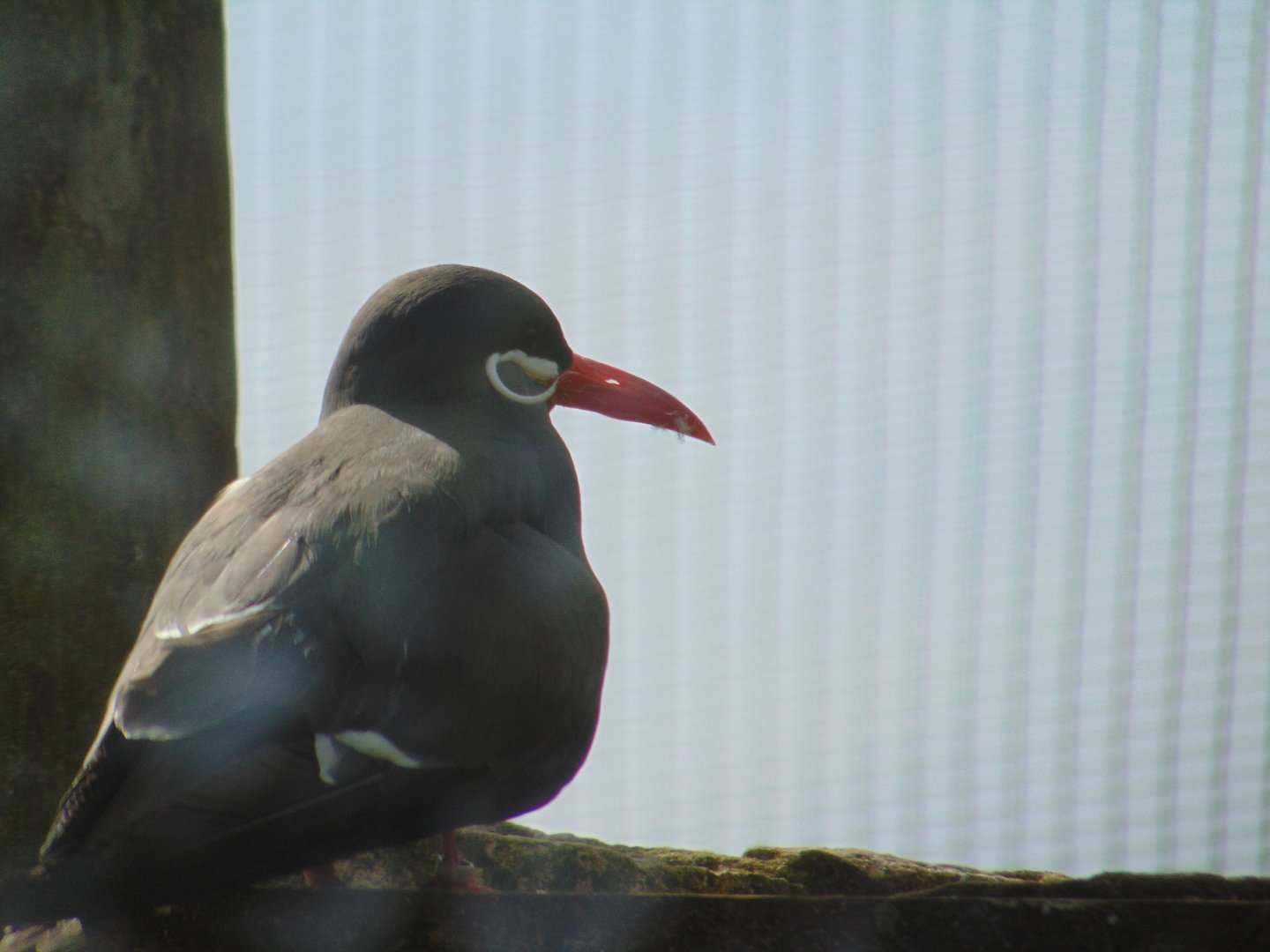 Inca Tern