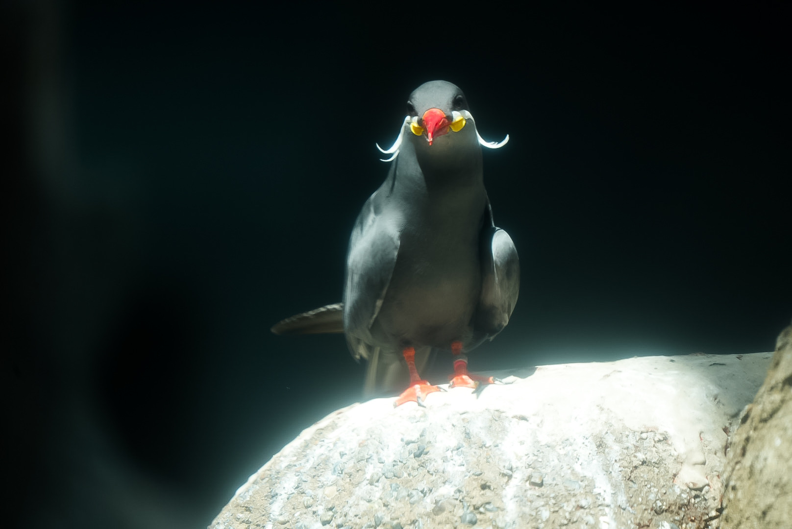 Inca Tern