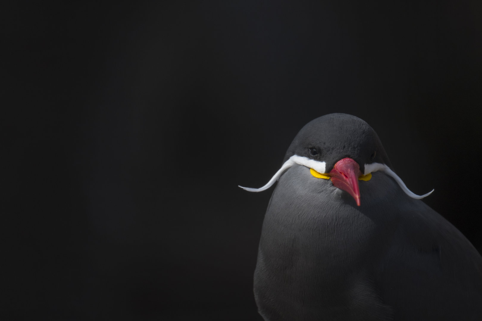 Inca tern
