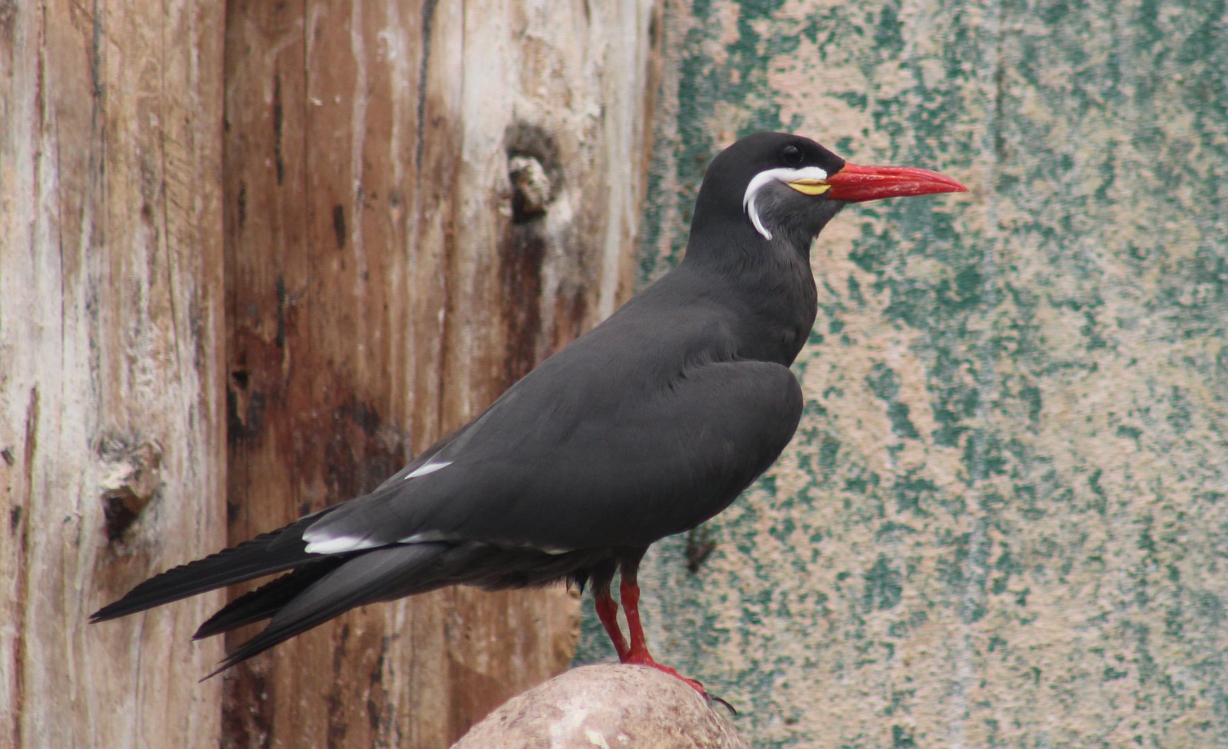 Inca tern