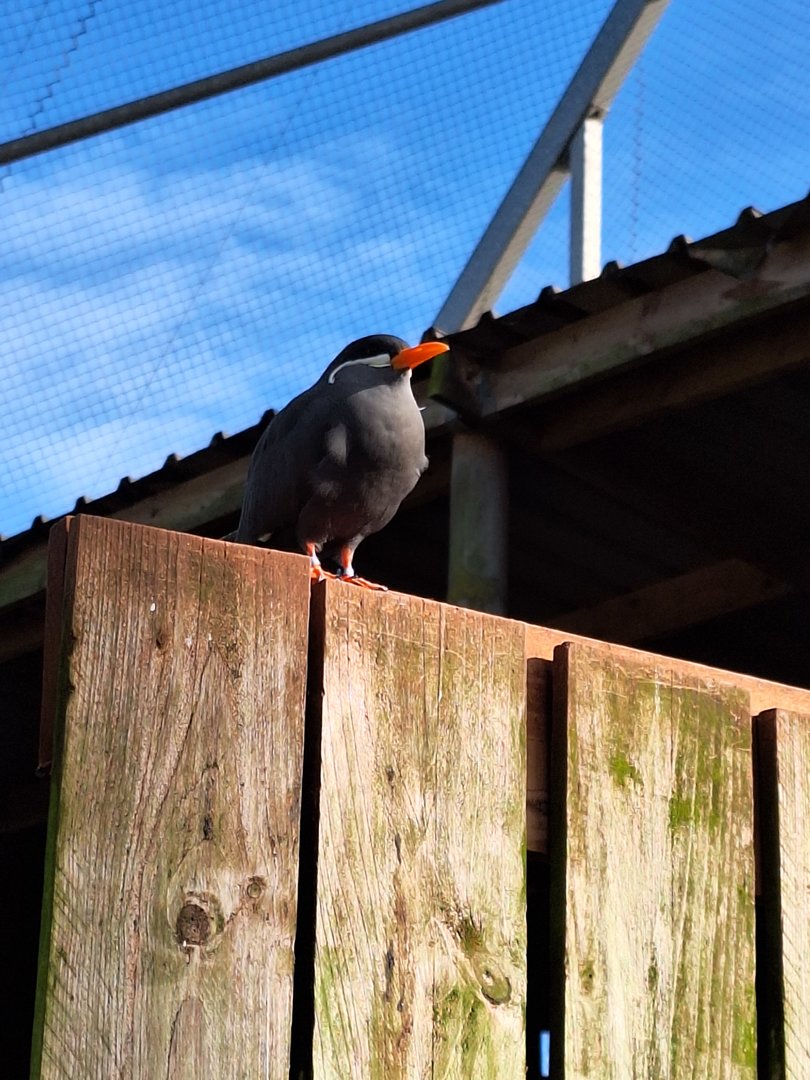 Inca Tern